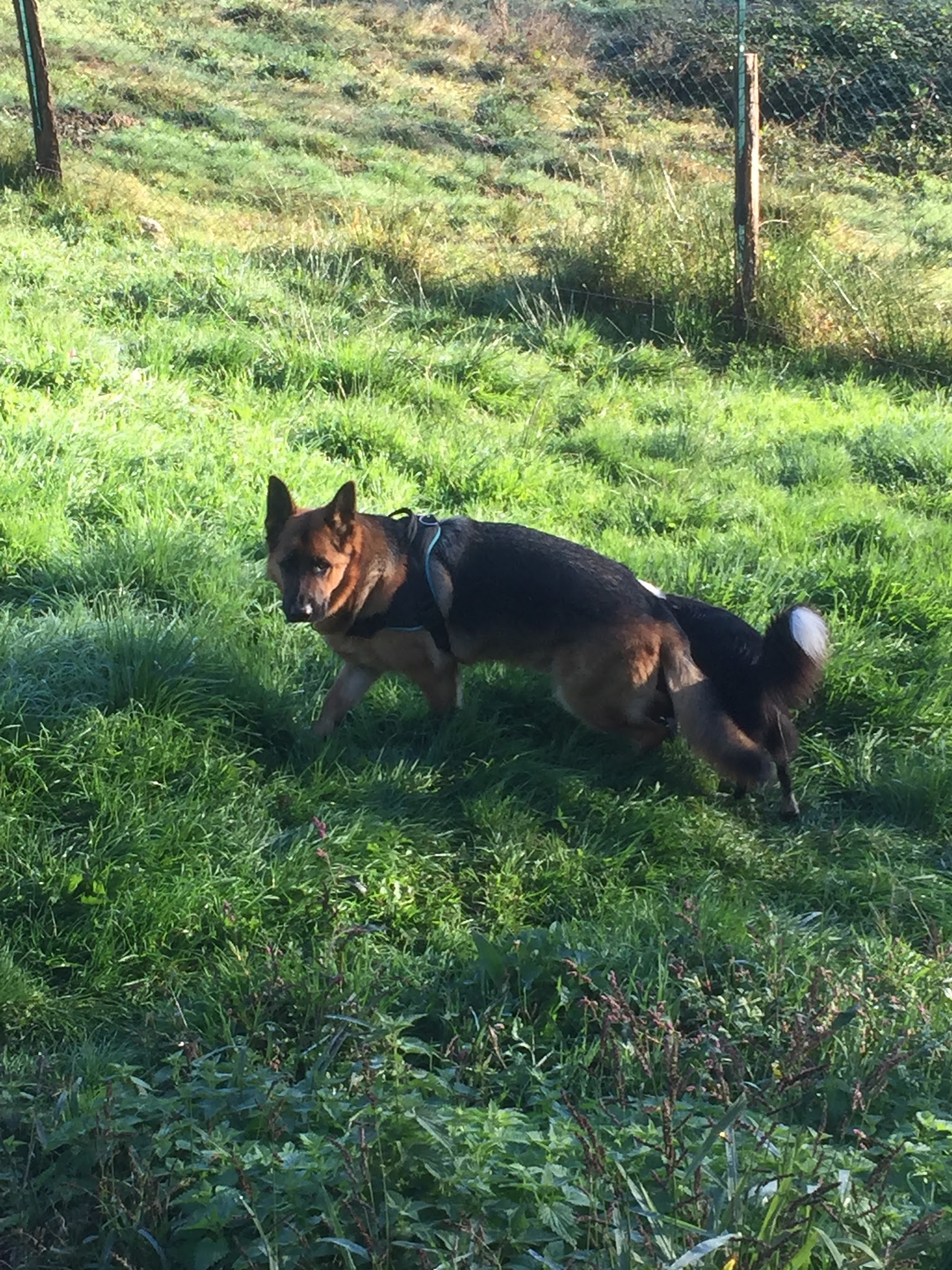 La Dog'Colo — photo