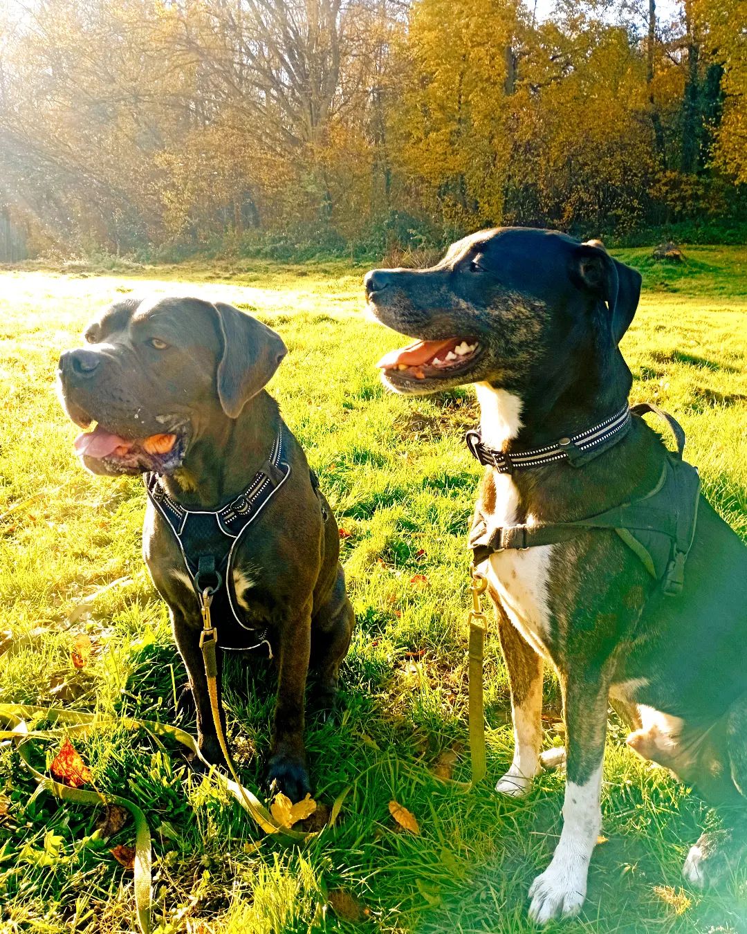 Diane - Petsitter (visites à domicile) — photo