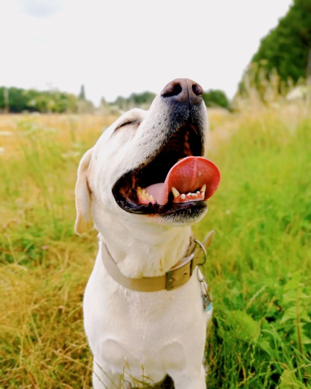 Diane - Petsitter (visites à domicile) — photo