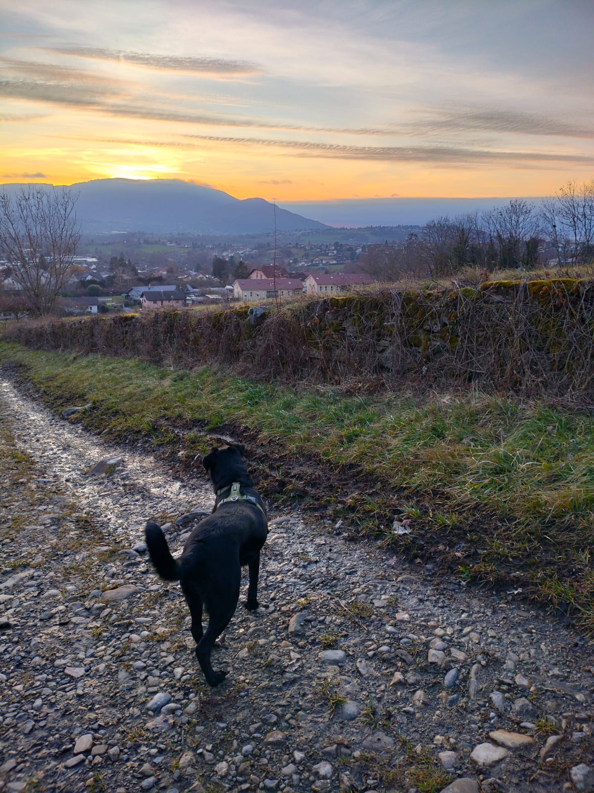 Canifeli Synergie - Pet Sitter Chiens, Chats, NAC - Promeneur de chiens | Méthodes positives — photo