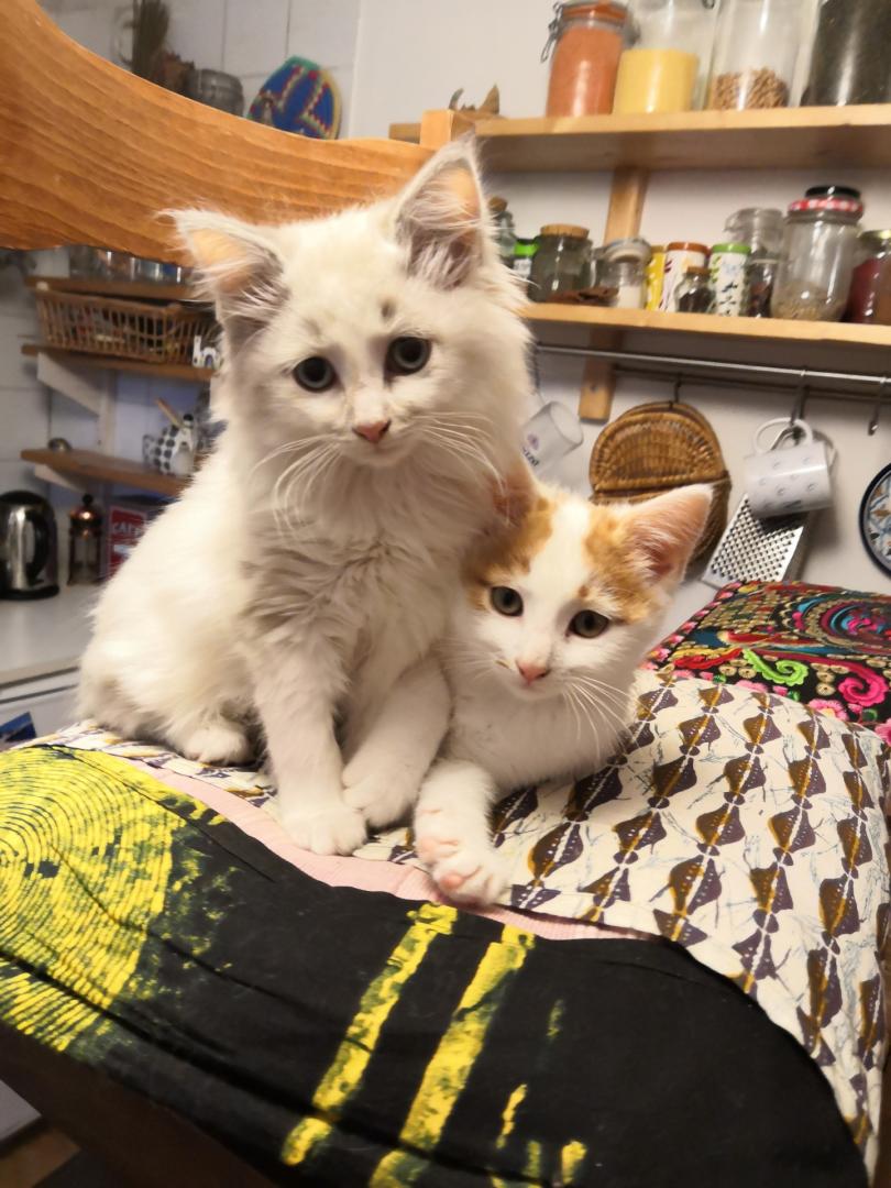 Canifeli Synergie - Pet Sitter Chiens, Chats, NAC - Promeneur de chiens | Méthodes positives — photo