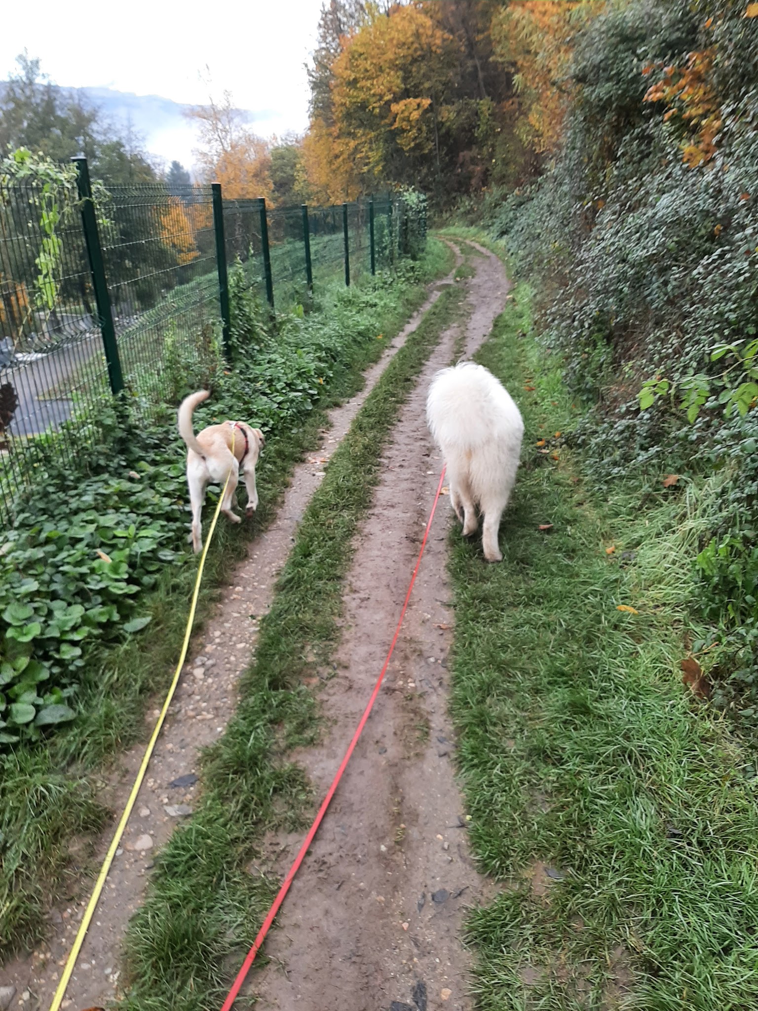 Canifeli Synergie - Pet Sitter Chiens, Chats, NAC - Promeneur de chiens | Méthodes positives — photo