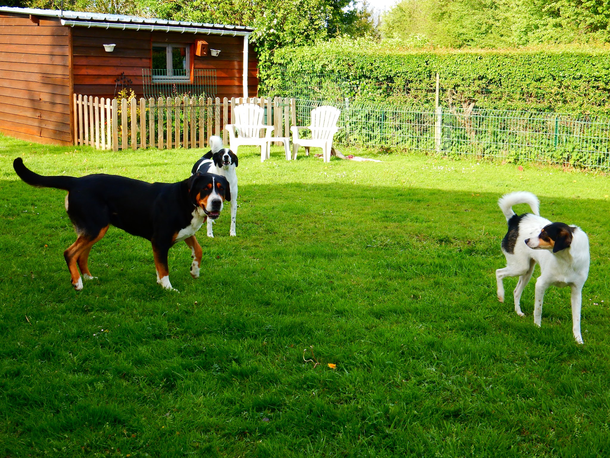 Pension Canine "Comme à la maison" — photo