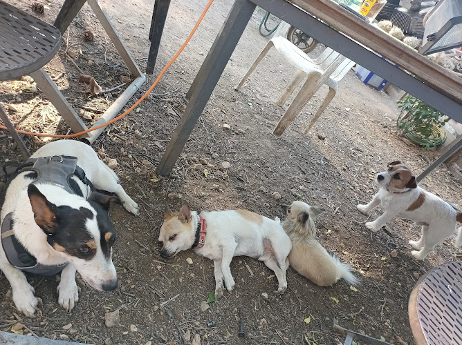 Dog sitter Aubagne