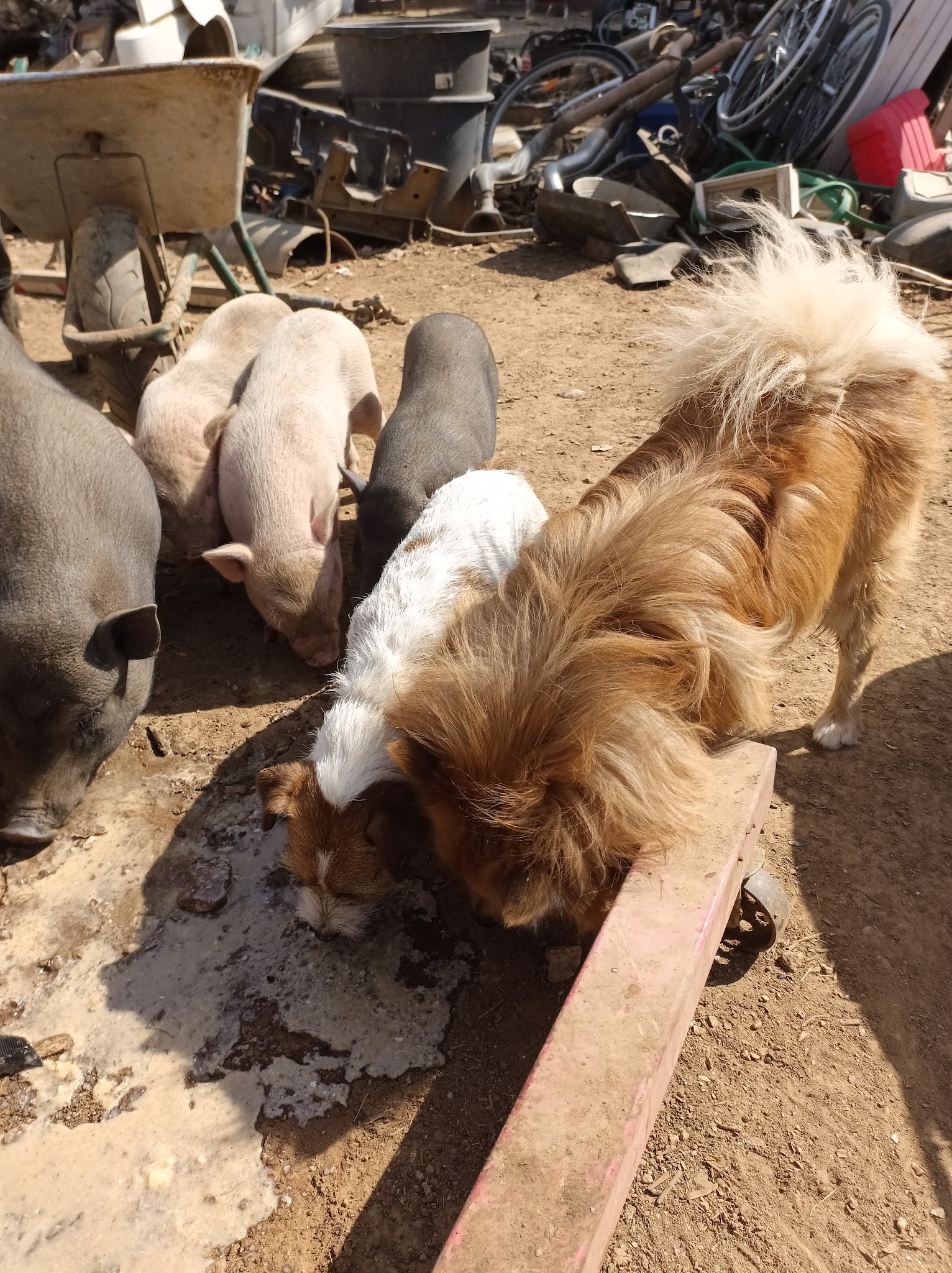 Dog sitter Aubagne — photo