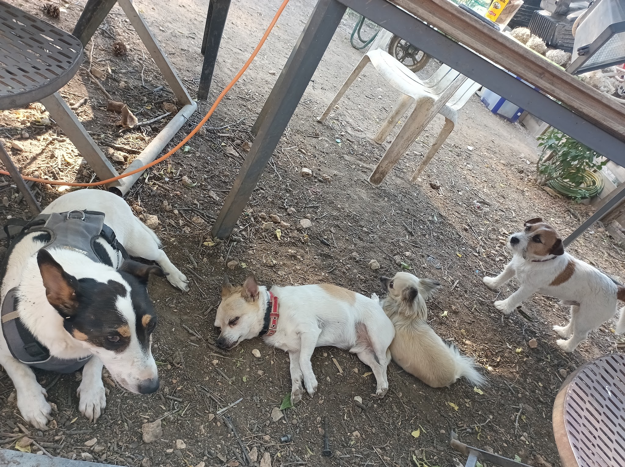 Dog sitter Aubagne — photo