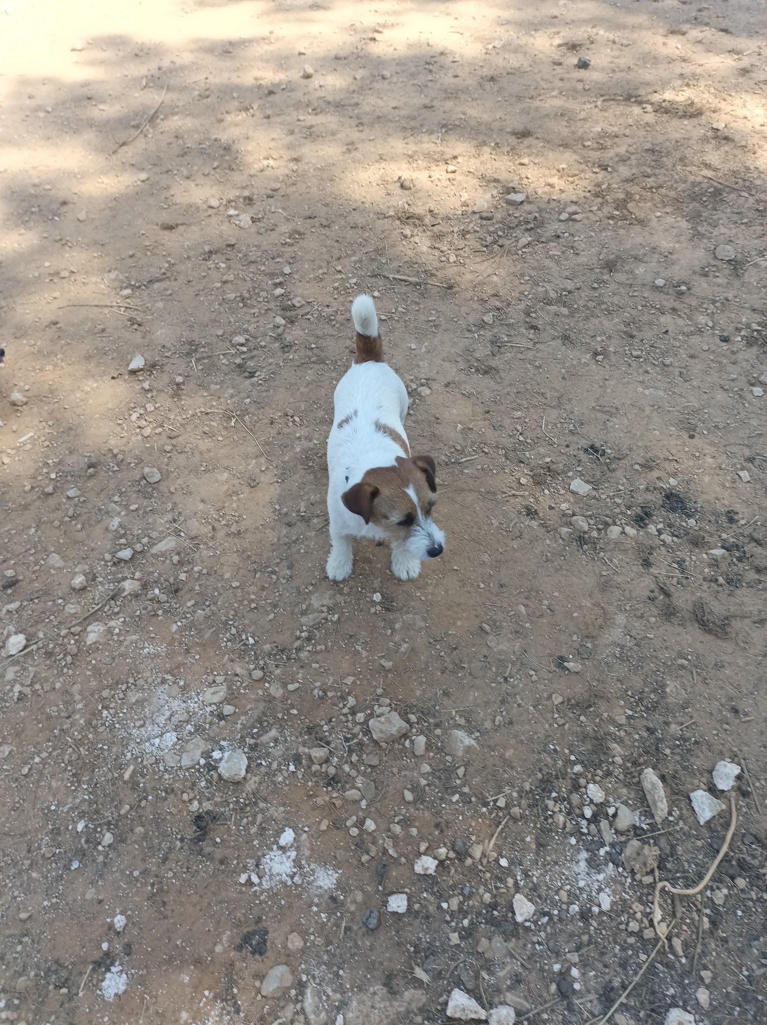 Dog sitter Aubagne — photo