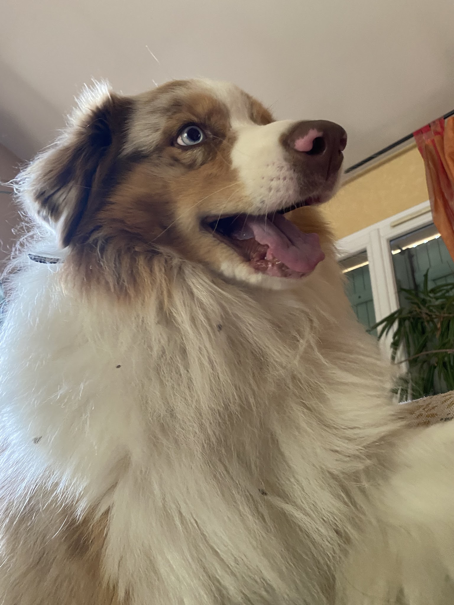 La classe canine (pension puy de dôme) — photo