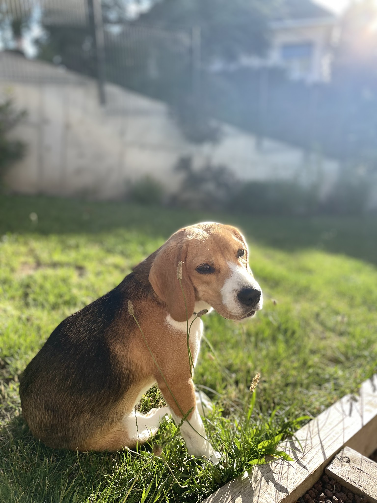 La classe canine (pension puy de dôme) — photo