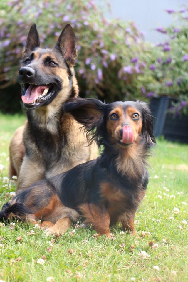 Pension canine Les Compagnons de Balthus — photo