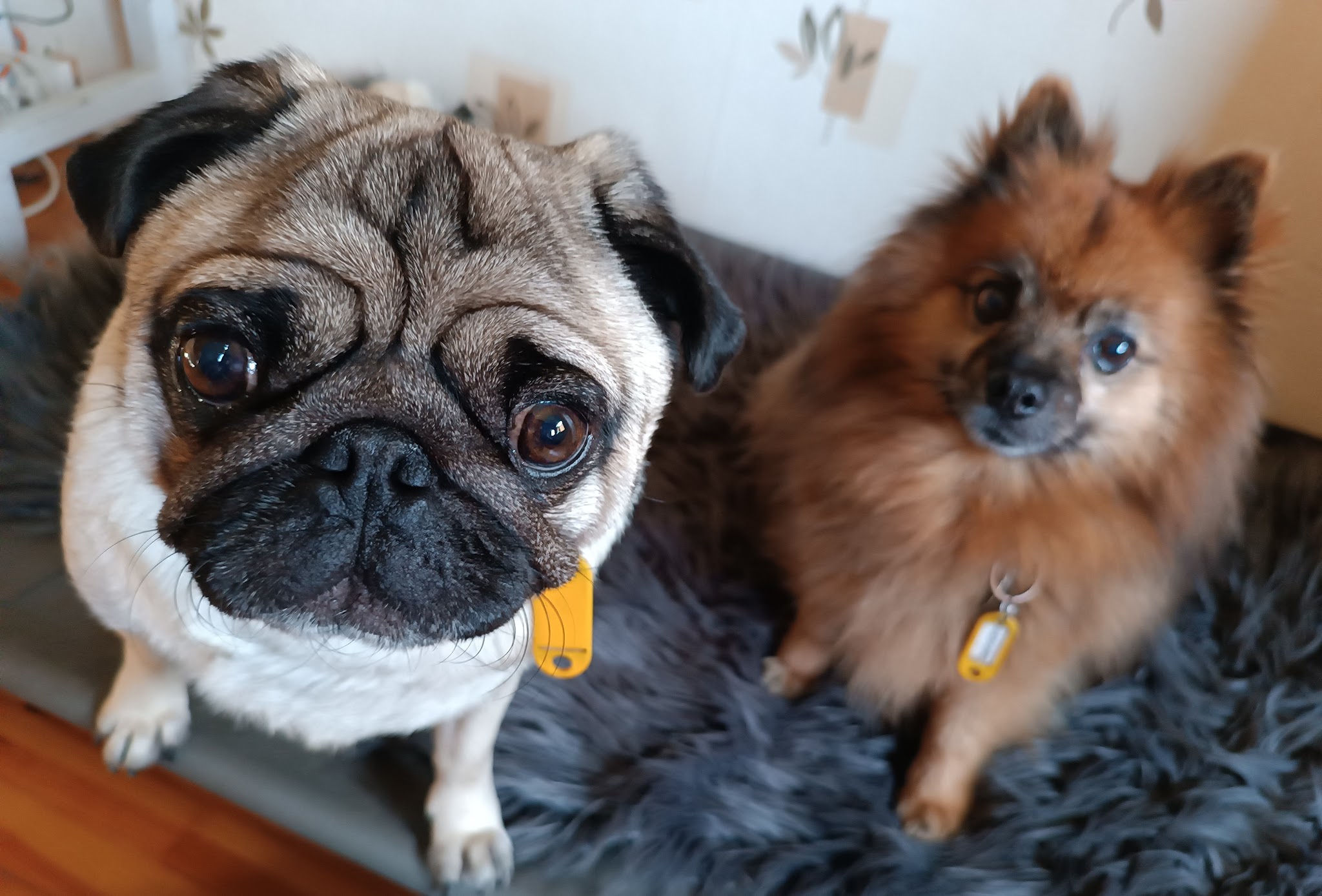 Juju's pet sitting — photo
