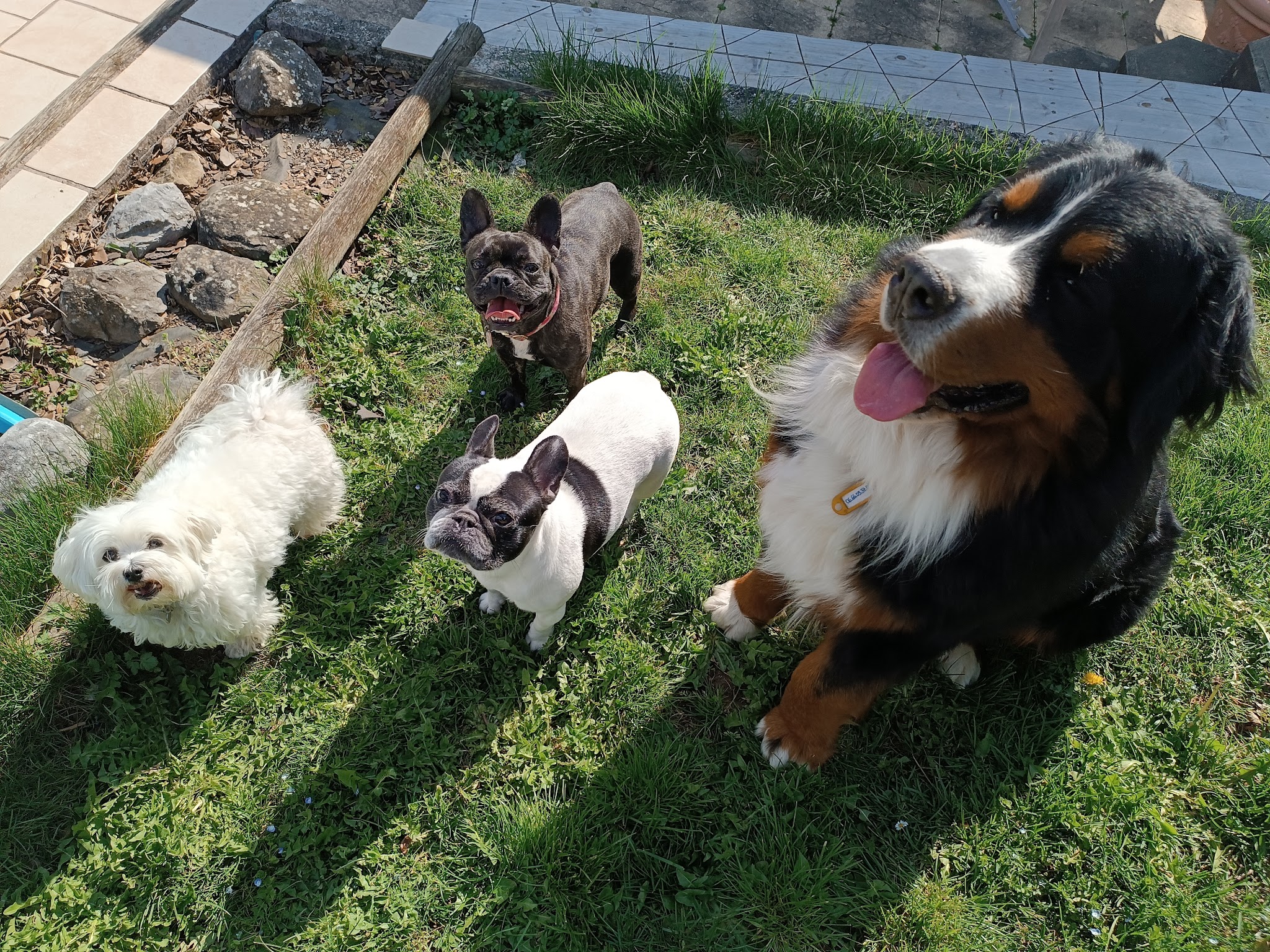 Juju's pet sitting