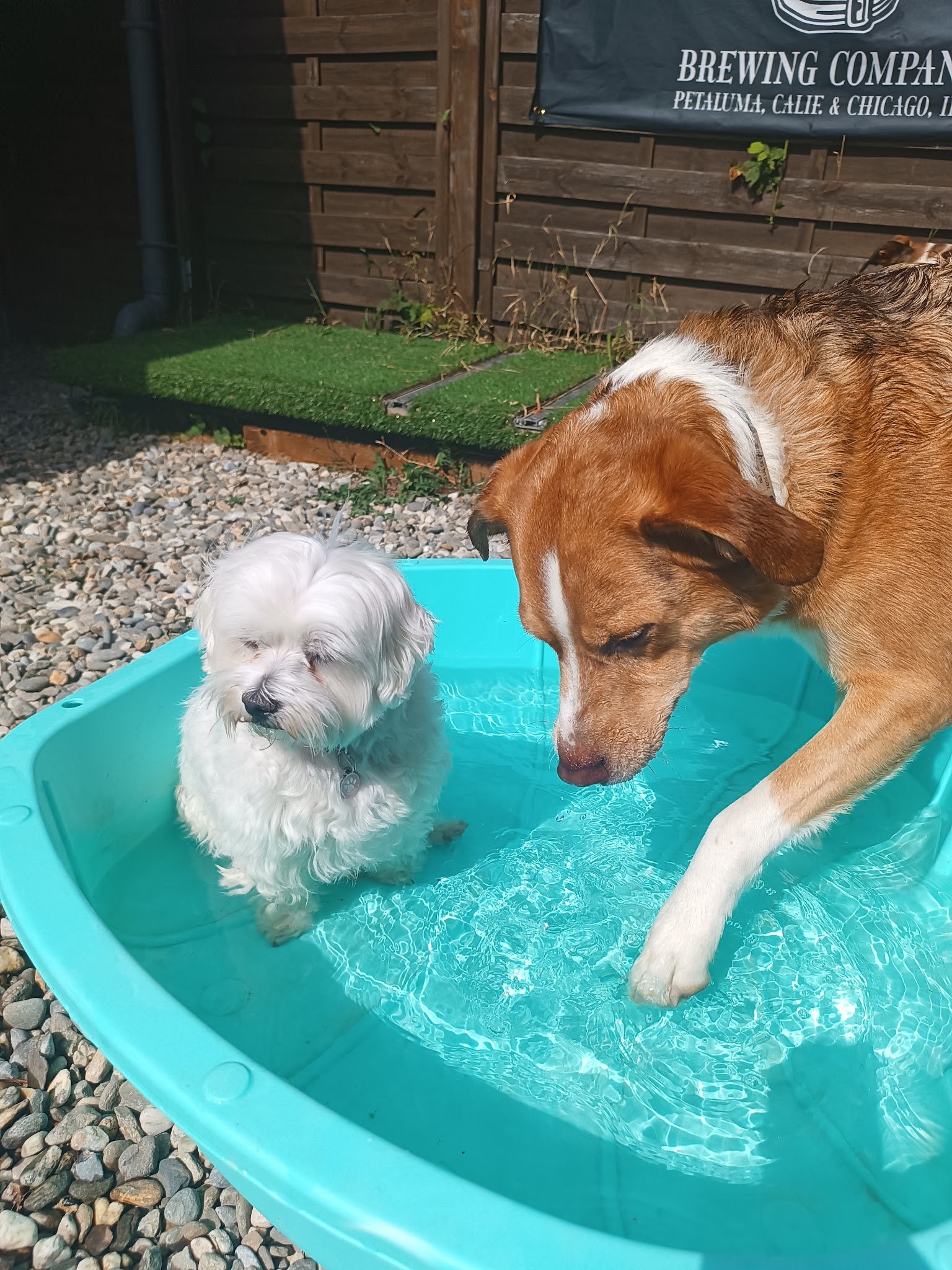 Juju's pet sitting — photo