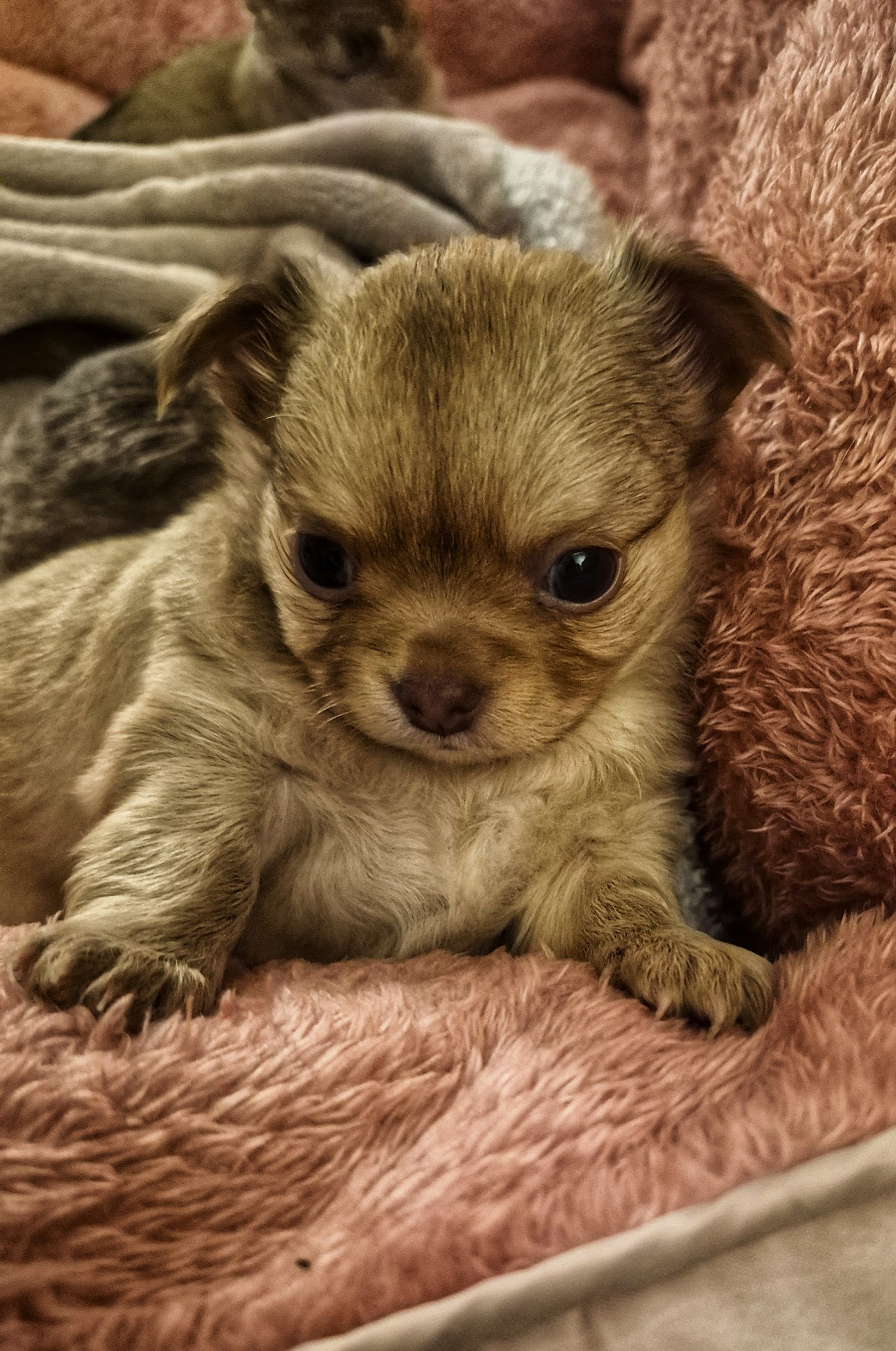 La Légende de Platon – Élevage de Chihuahuas à poil long & Pomskys miniatures en Bretagne (Plaudren) — photo