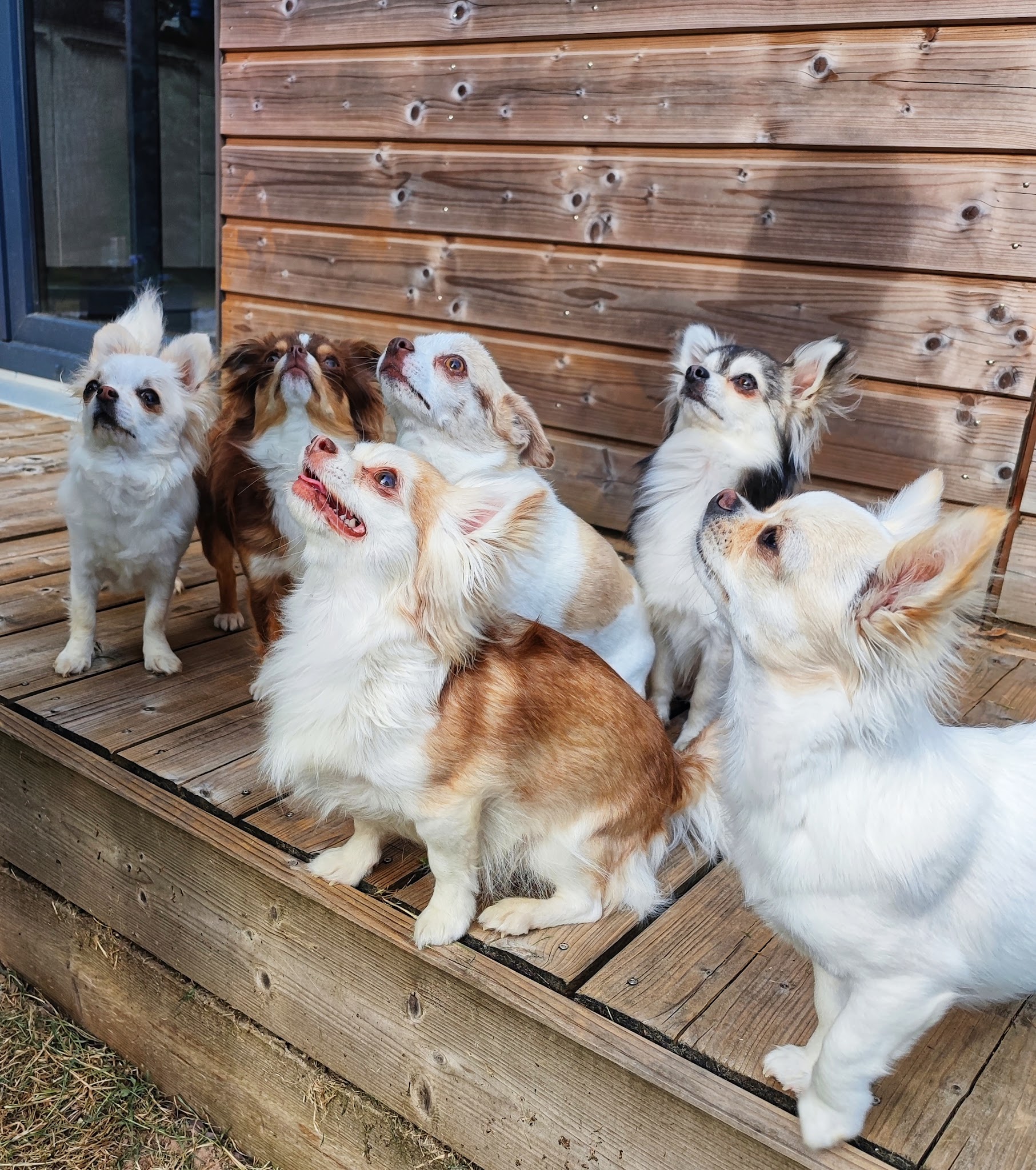 La Légende de Platon – Élevage de Chihuahuas à poil long & Pomskys miniatures en Bretagne (Plaudren) — photo