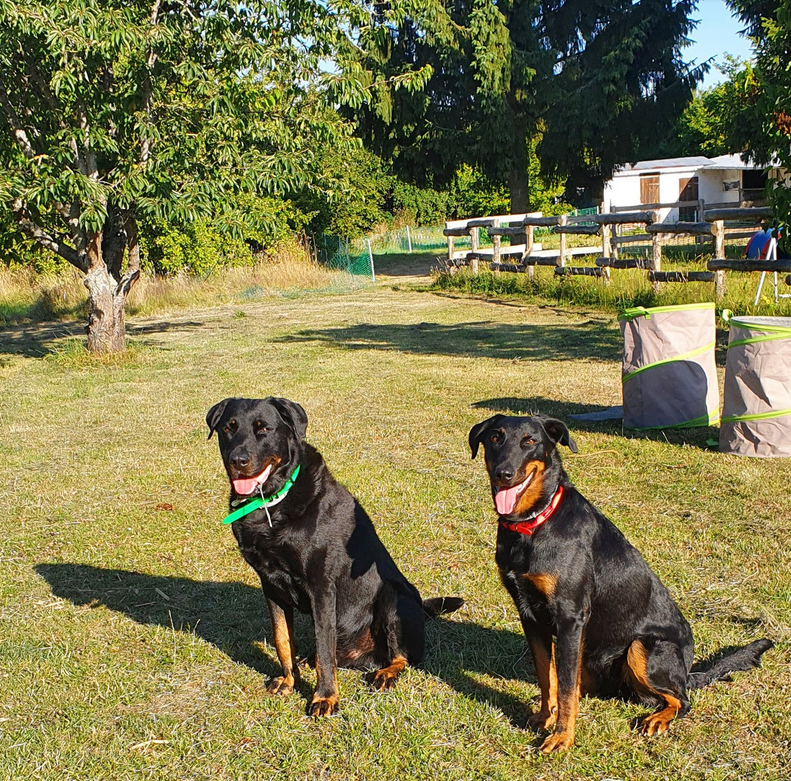Fun Dog — photo