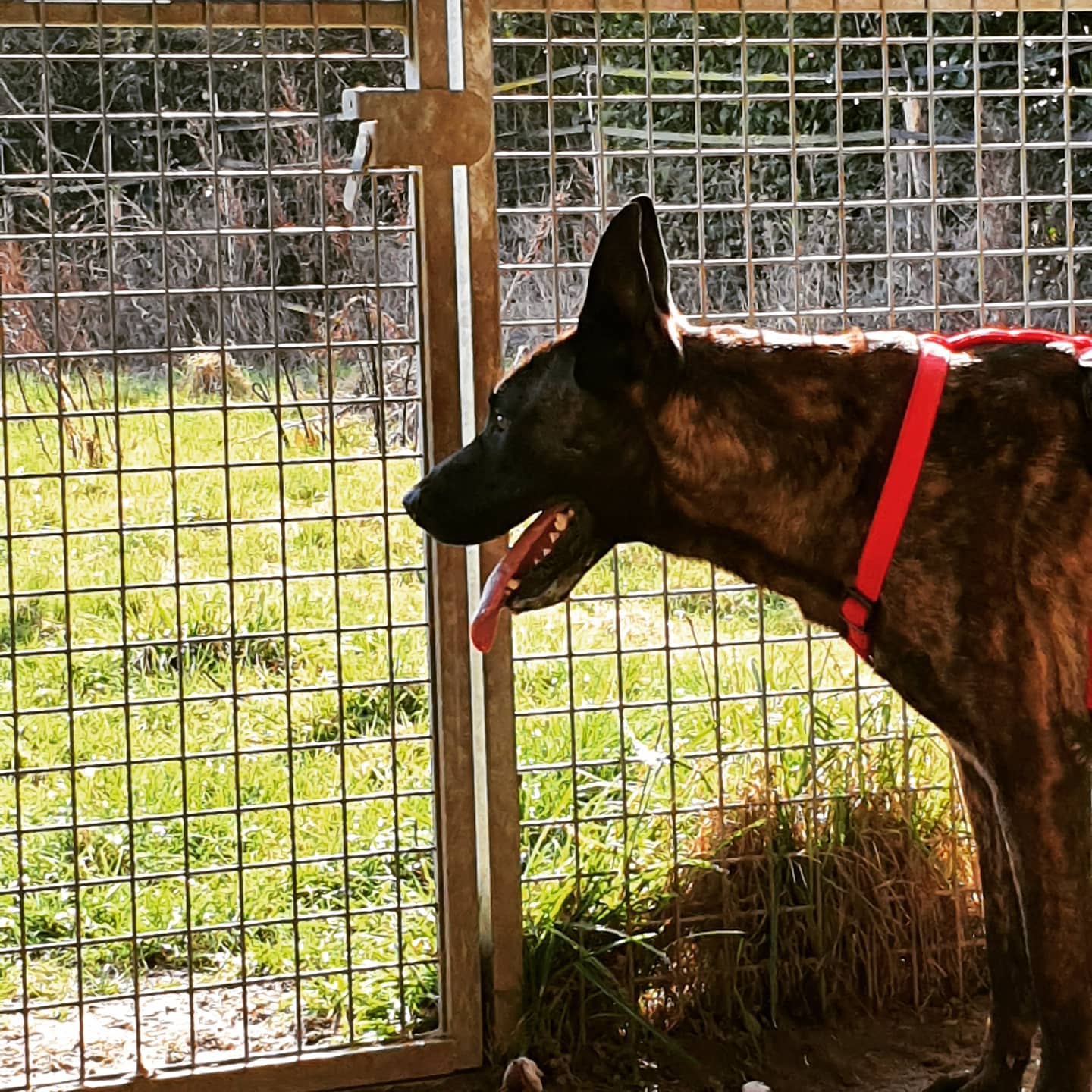Fun Dog — photo