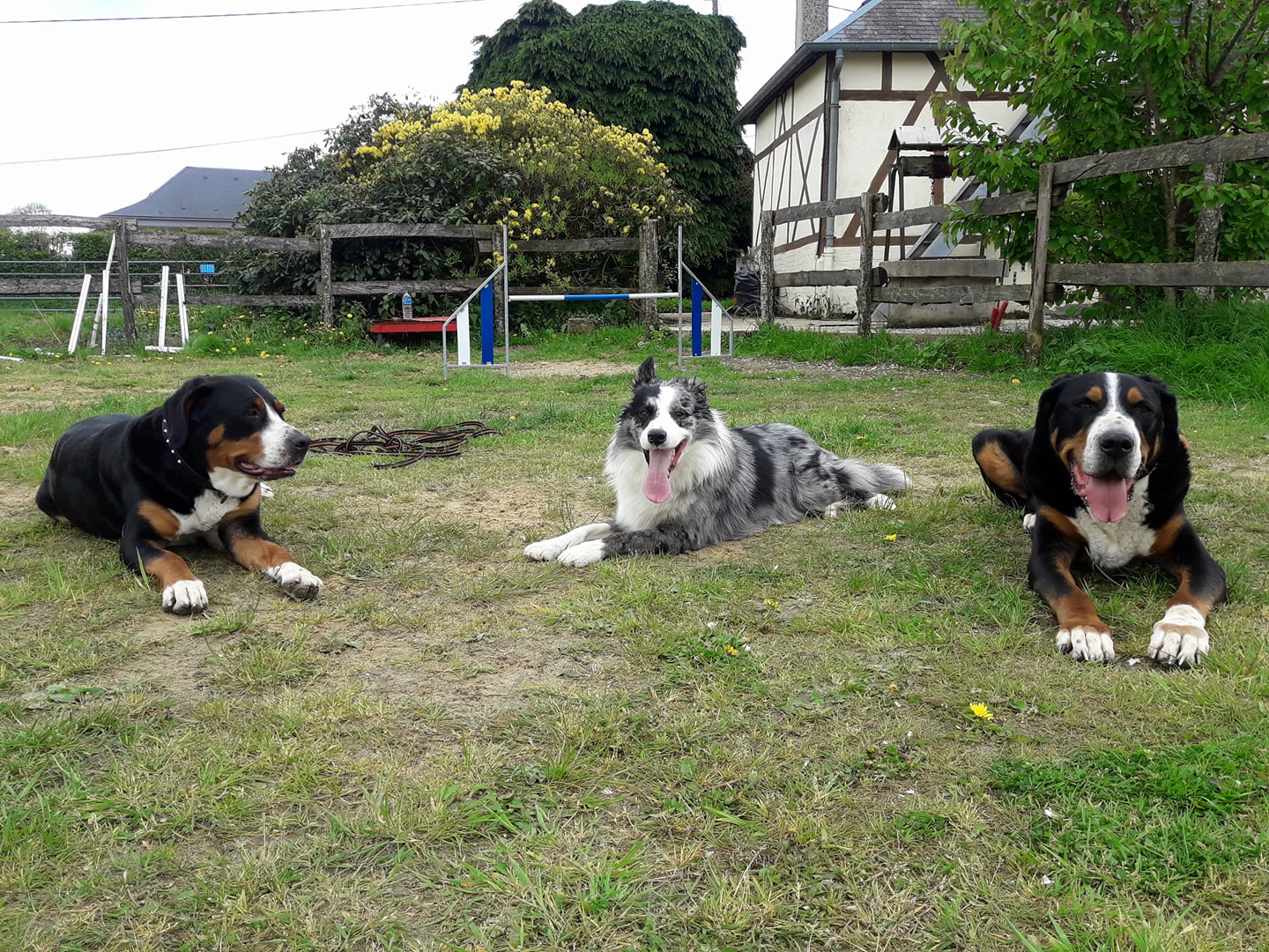 Fun Dog — photo