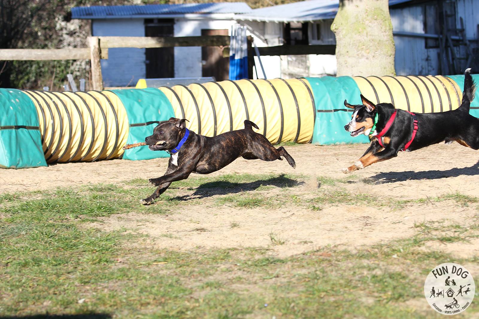 Fun Dog