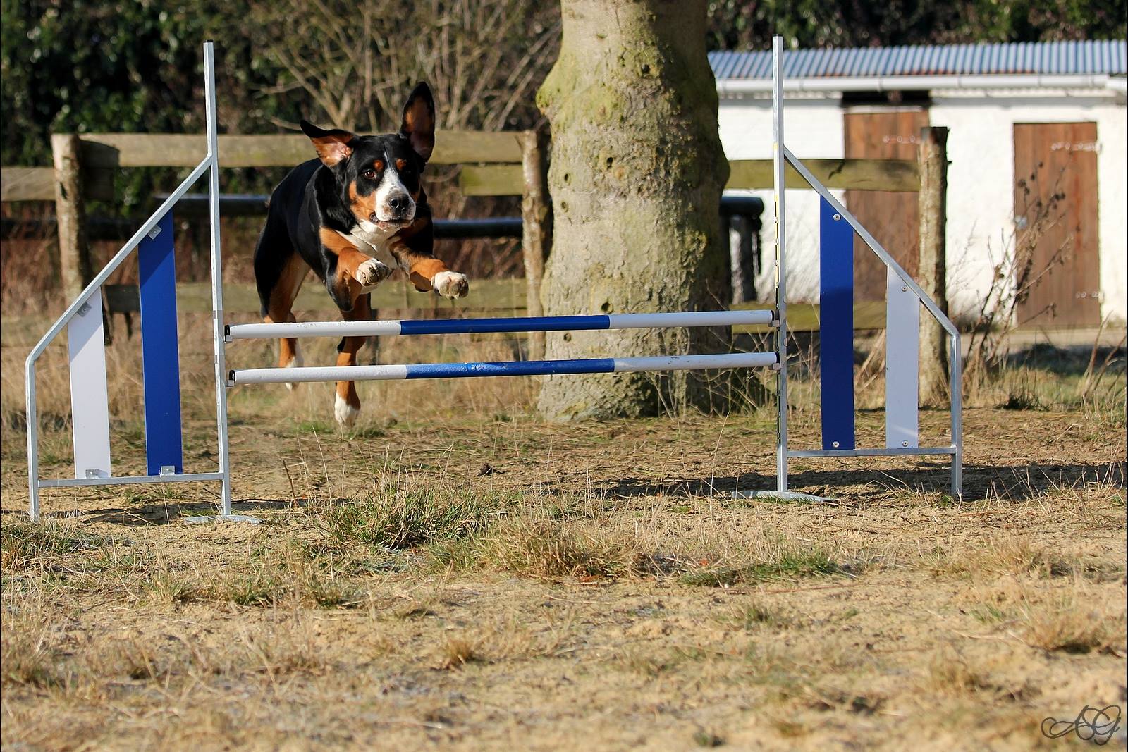 Fun Dog — photo