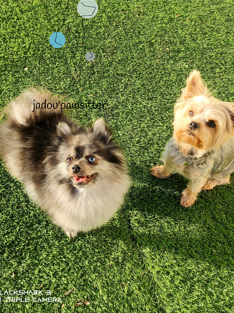 Jadou'pawsitter — photo