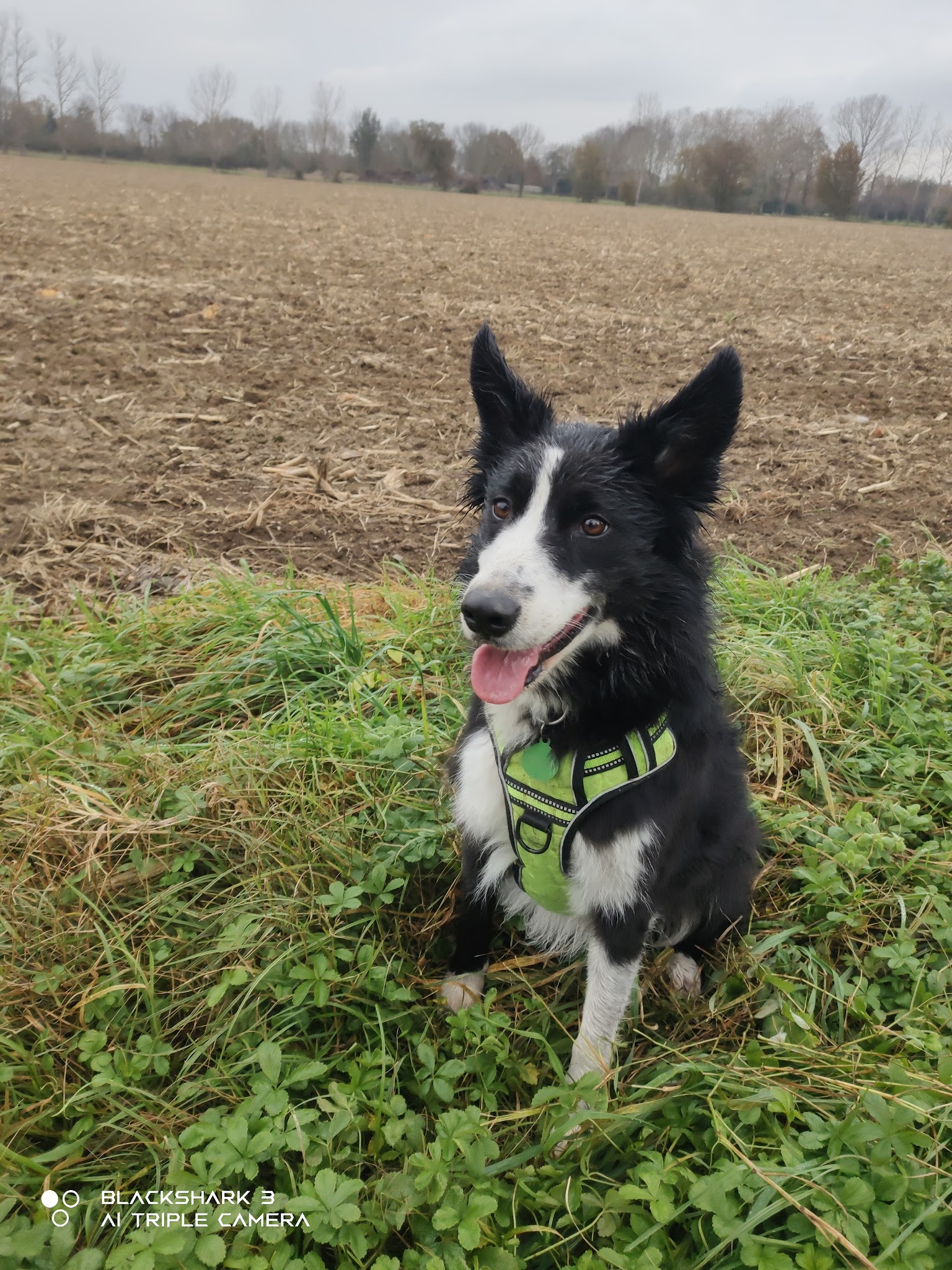 Jadou'pawsitter — photo
