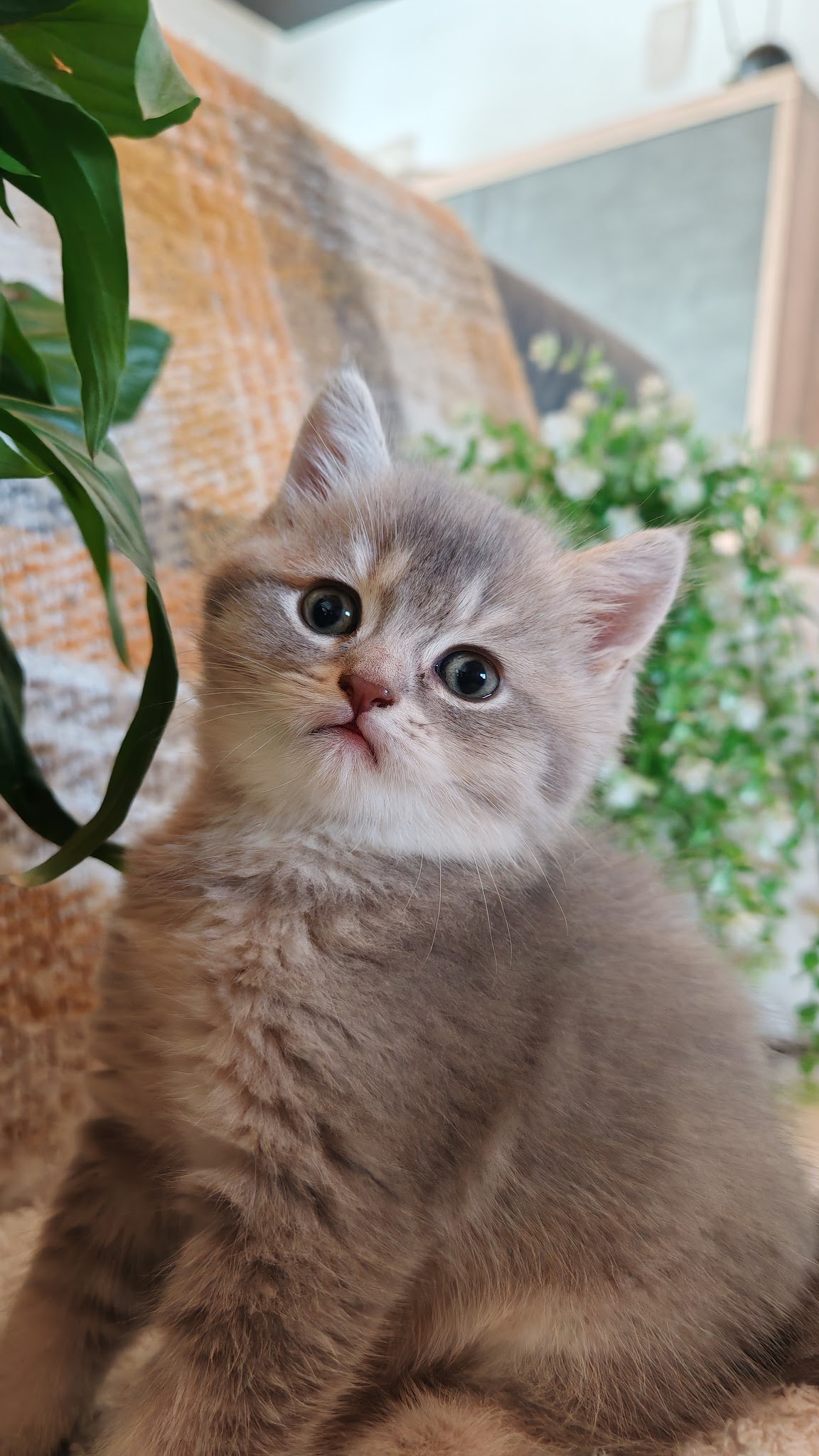 Pet's Aventure