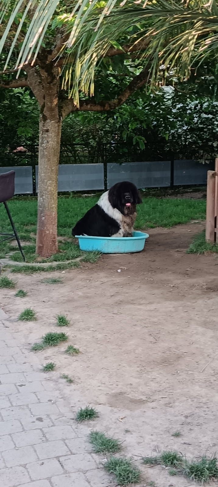 Pet's Aventure — photo