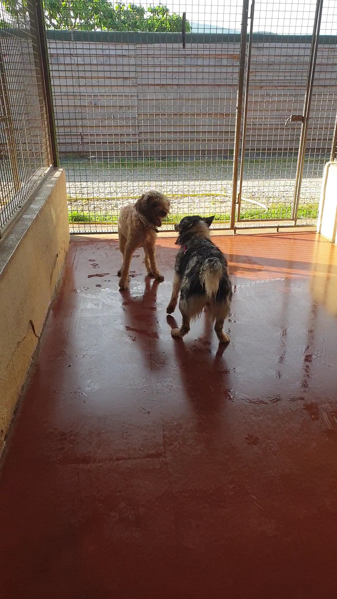 Colo'Canine de la Chênairée — photo