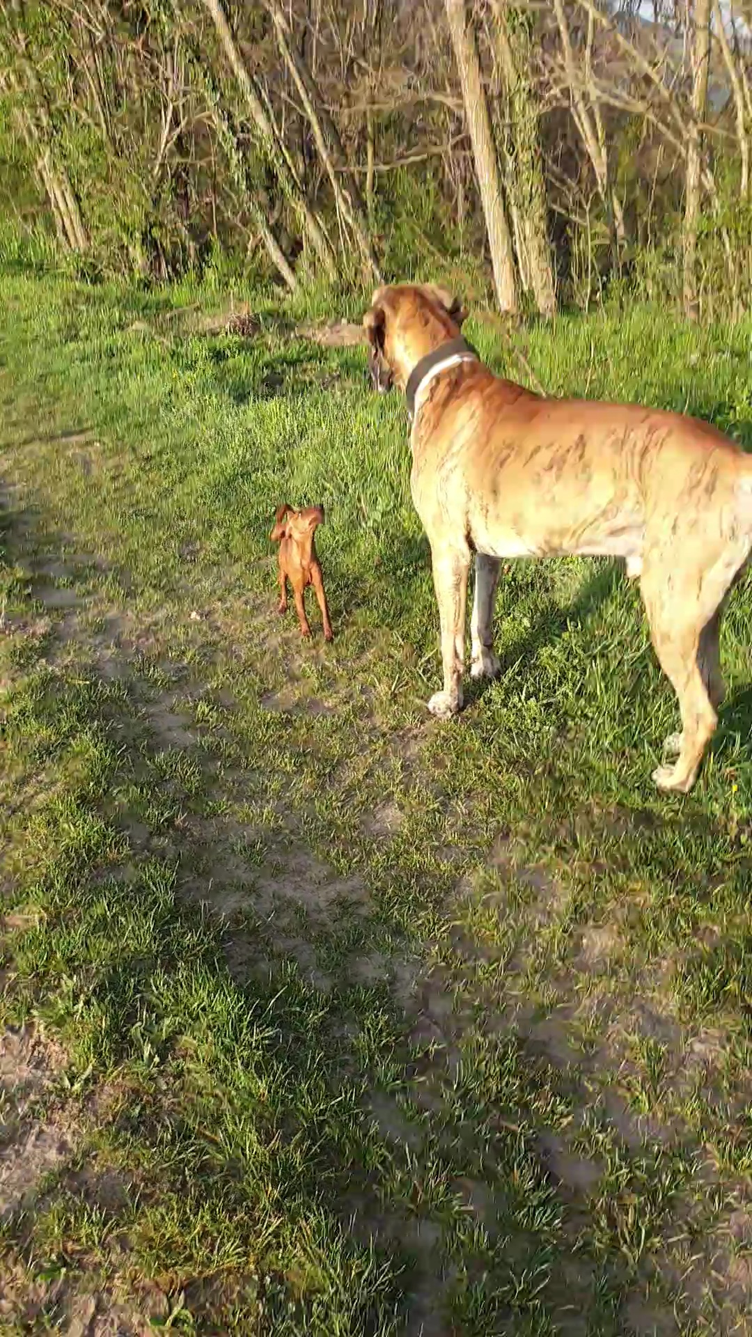 Colo'Canine de la Chênairée — photo