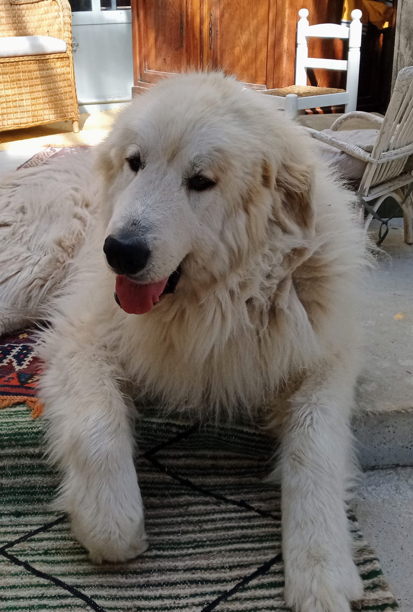 Colo'Canine de la Chênairée