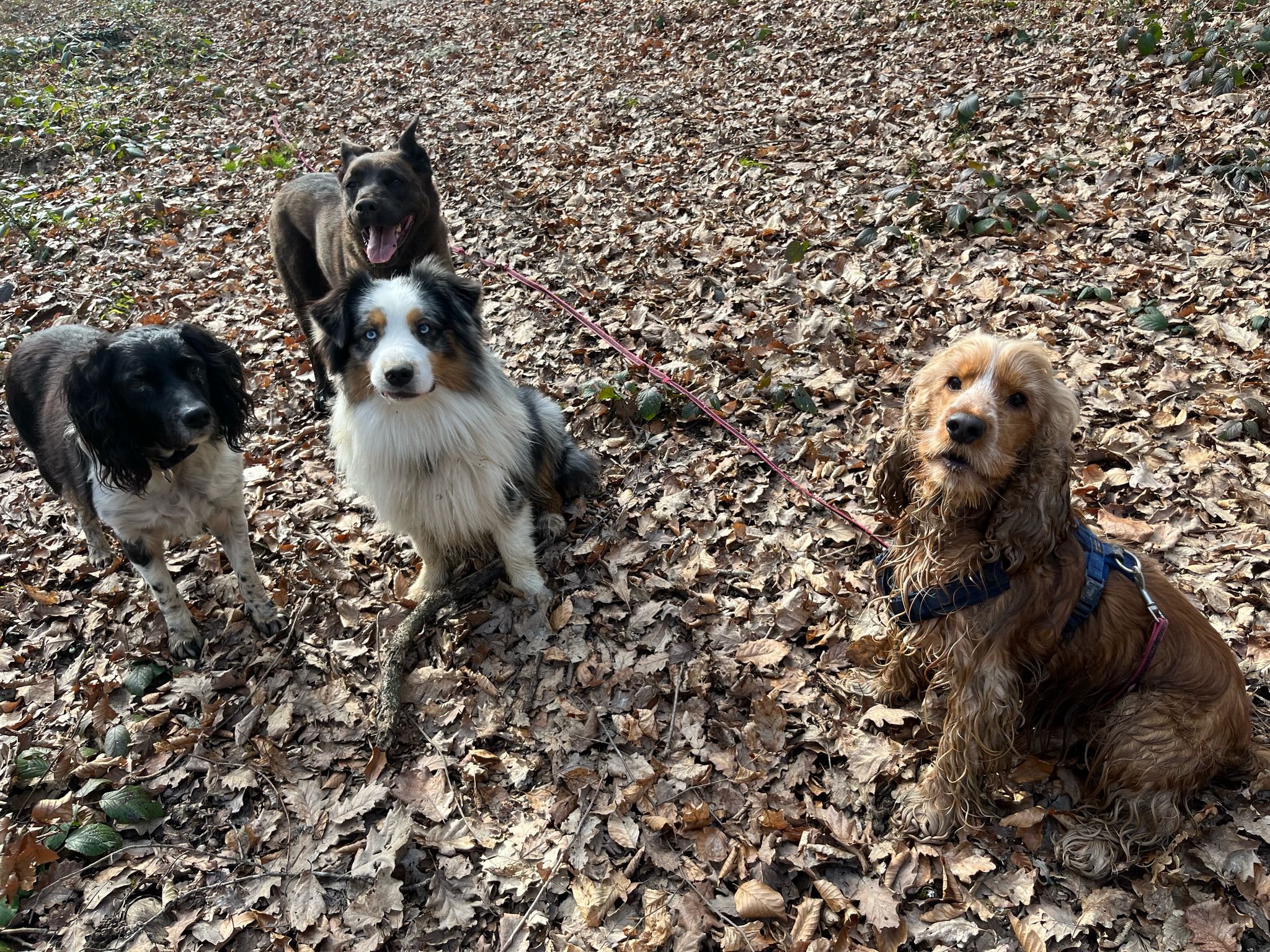 Pension canine familiale Pacopi — photo