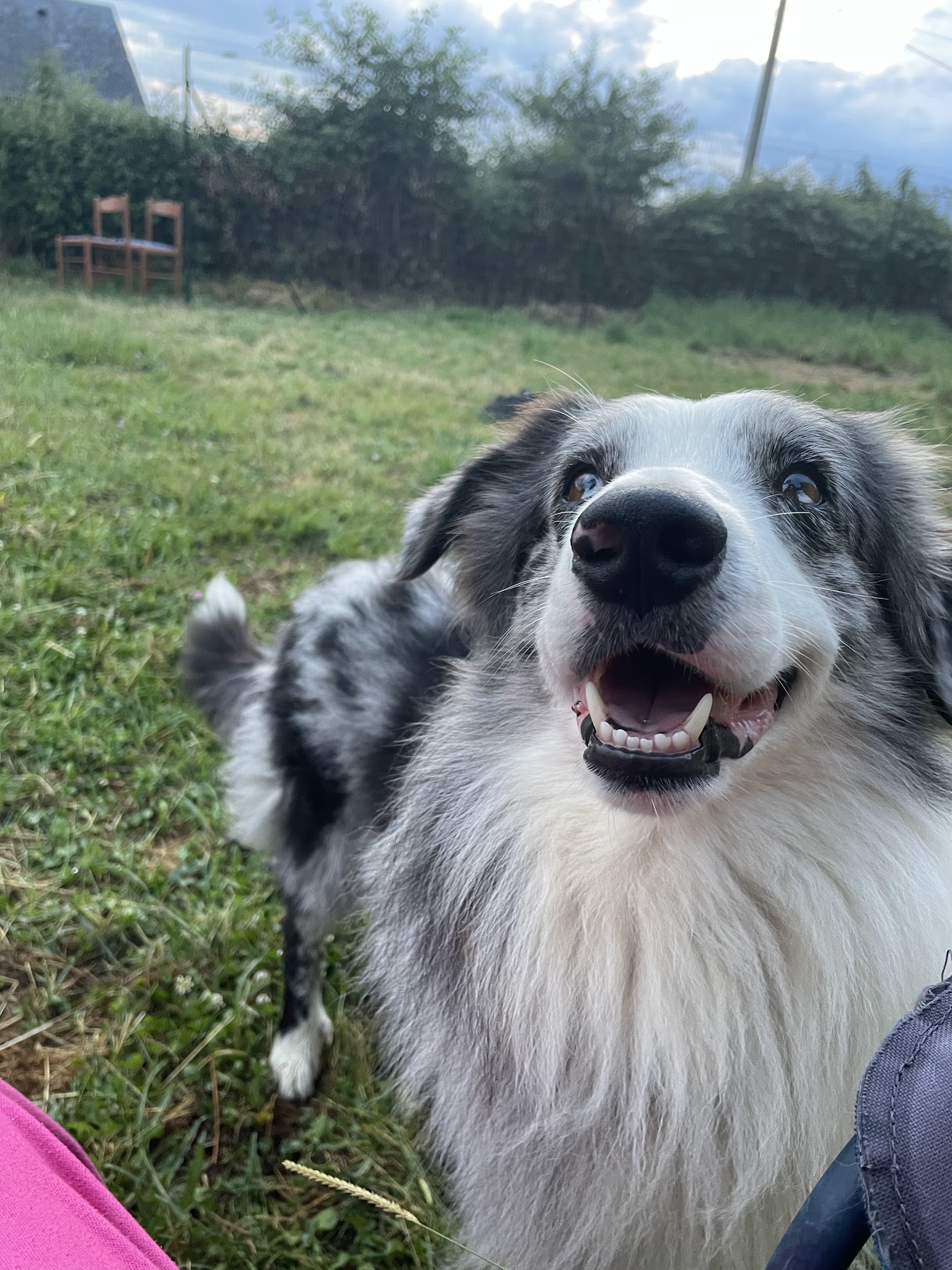 Pension canine familiale Pacopi — photo