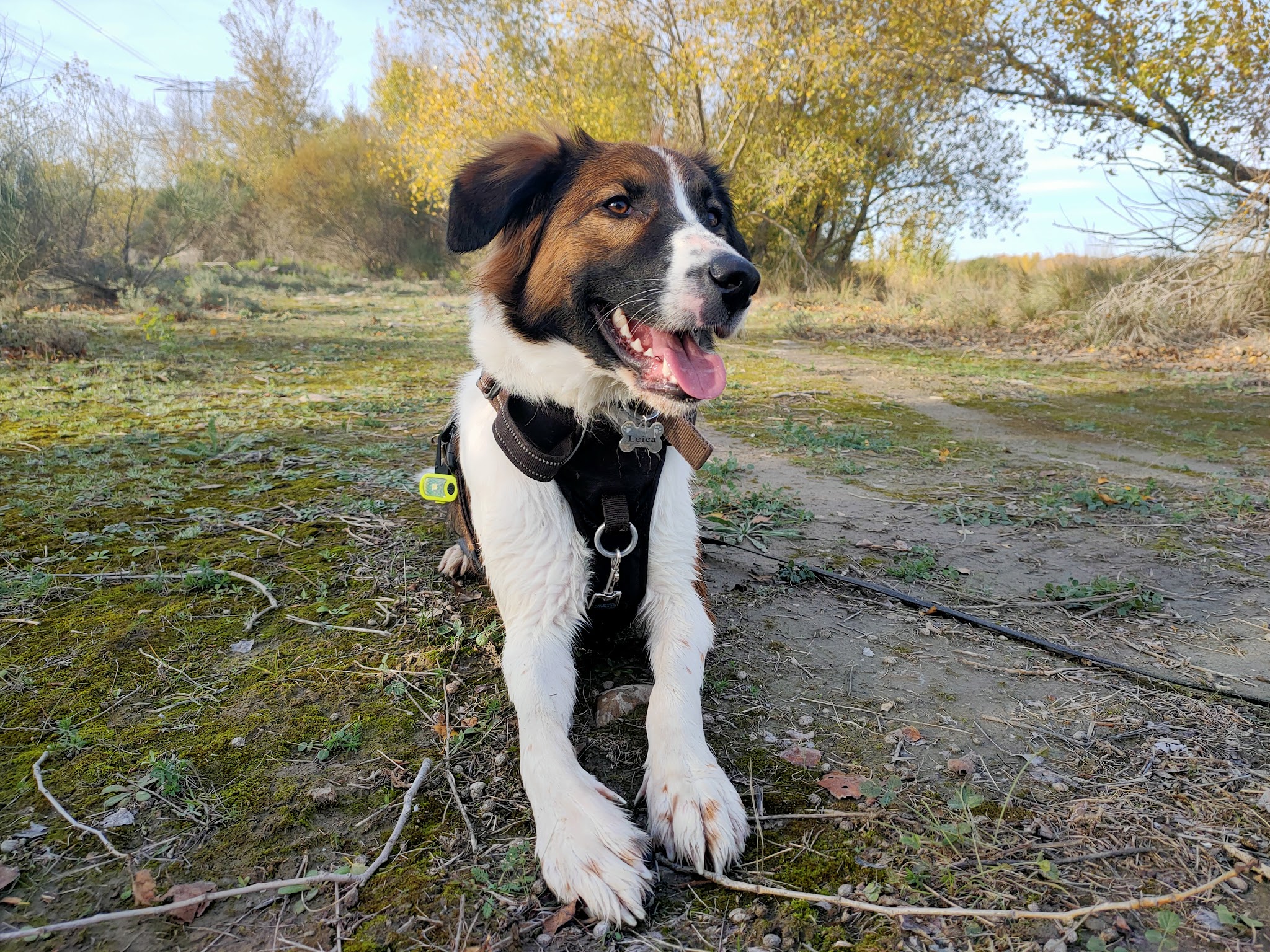 Pension canine familiale Pacopi