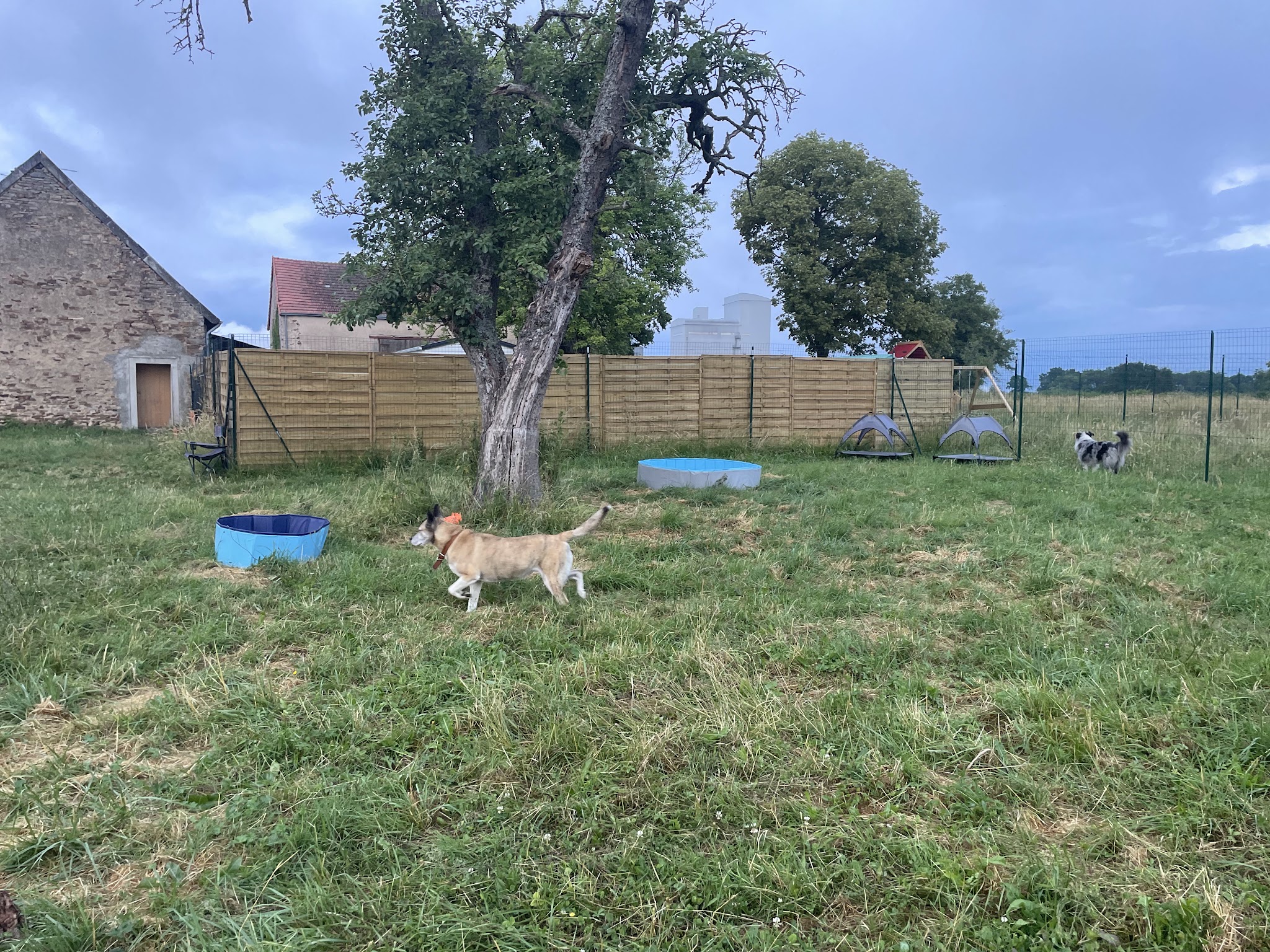 Pension canine familiale Pacopi — photo