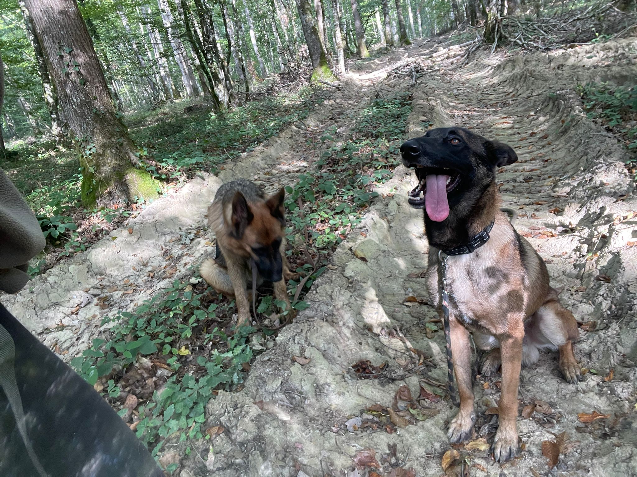 Pension canine familiale Pacopi — photo