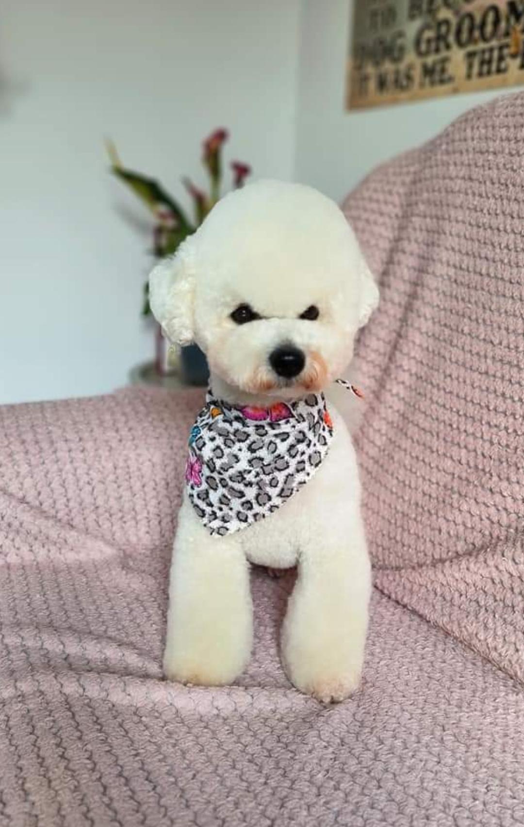 ESTHETIQUE CANINE — photo