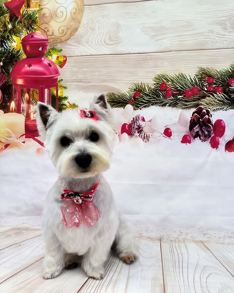 ESTHETIQUE CANINE — photo