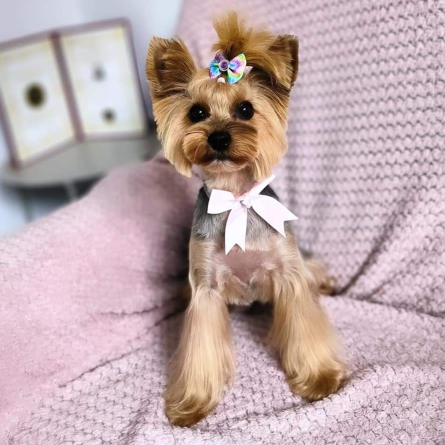 ESTHETIQUE CANINE — photo