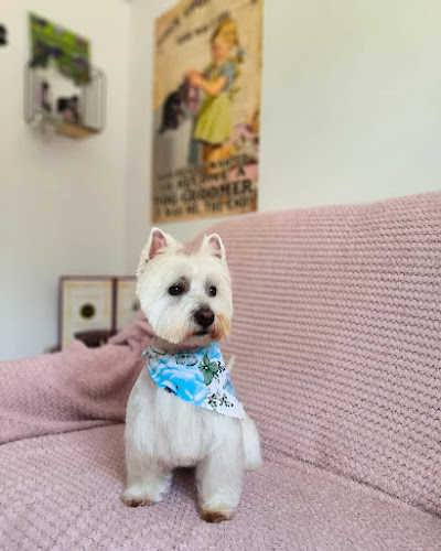 ESTHETIQUE CANINE