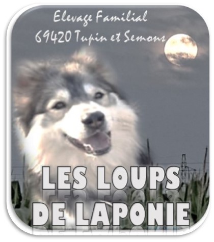 LES LOUPS DE LAPONIE - ELEVAGE CANIN — photo