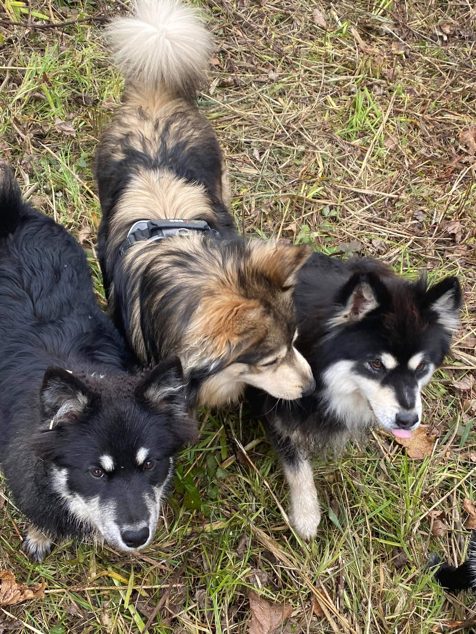 LES LOUPS DE LAPONIE - ELEVAGE CANIN — photo