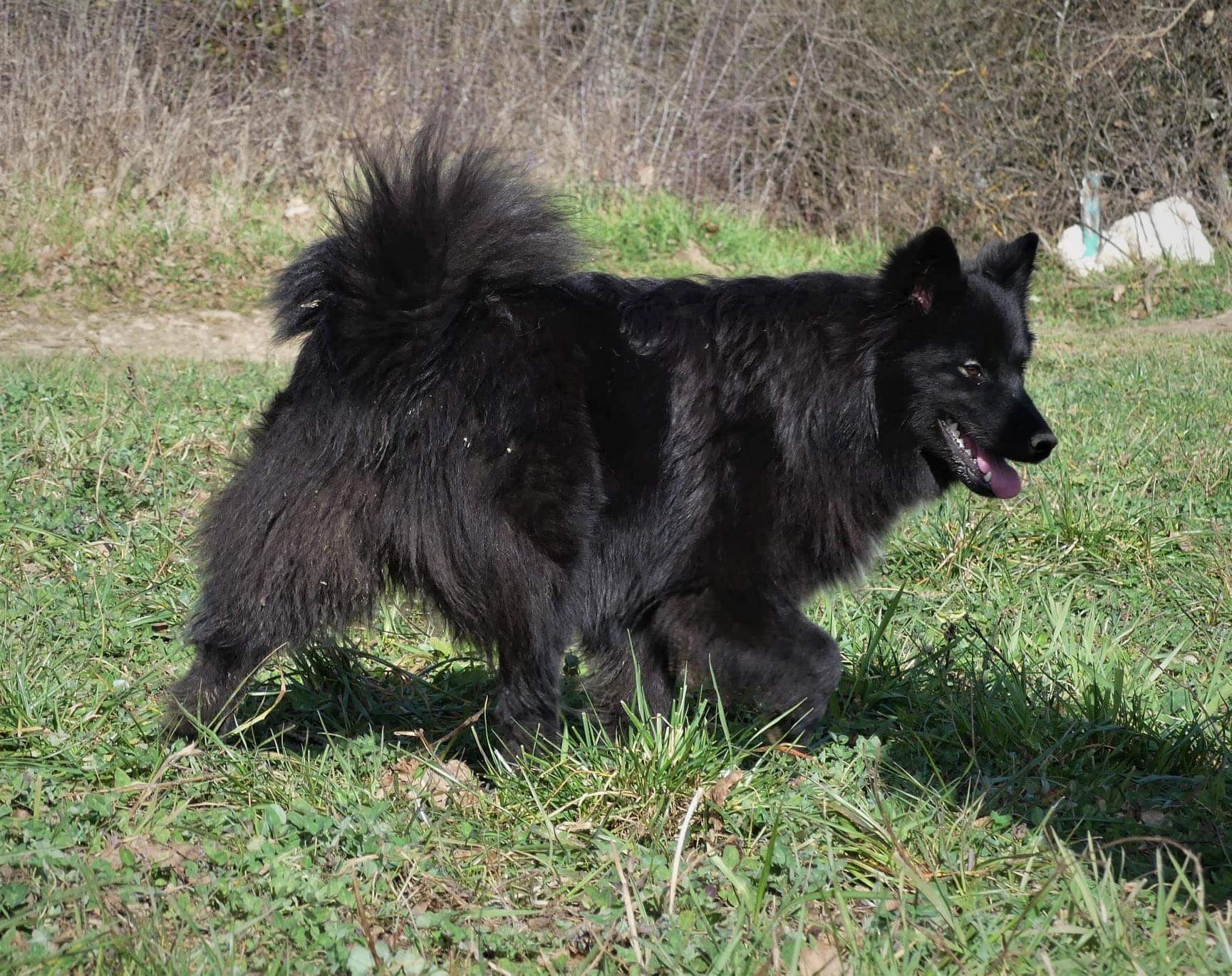 LES LOUPS DE LAPONIE - ELEVAGE CANIN — photo