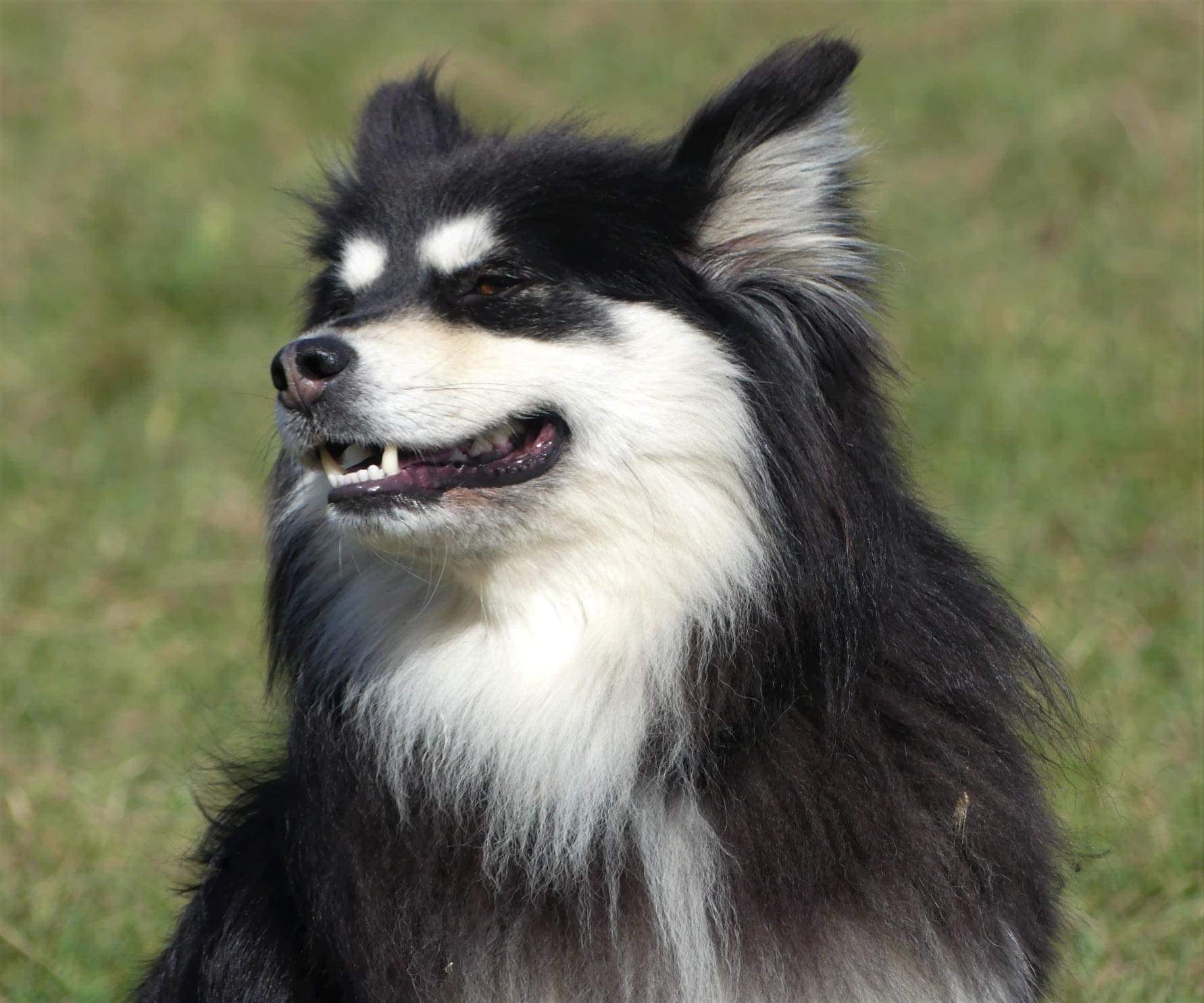 LES LOUPS DE LAPONIE - ELEVAGE CANIN — photo