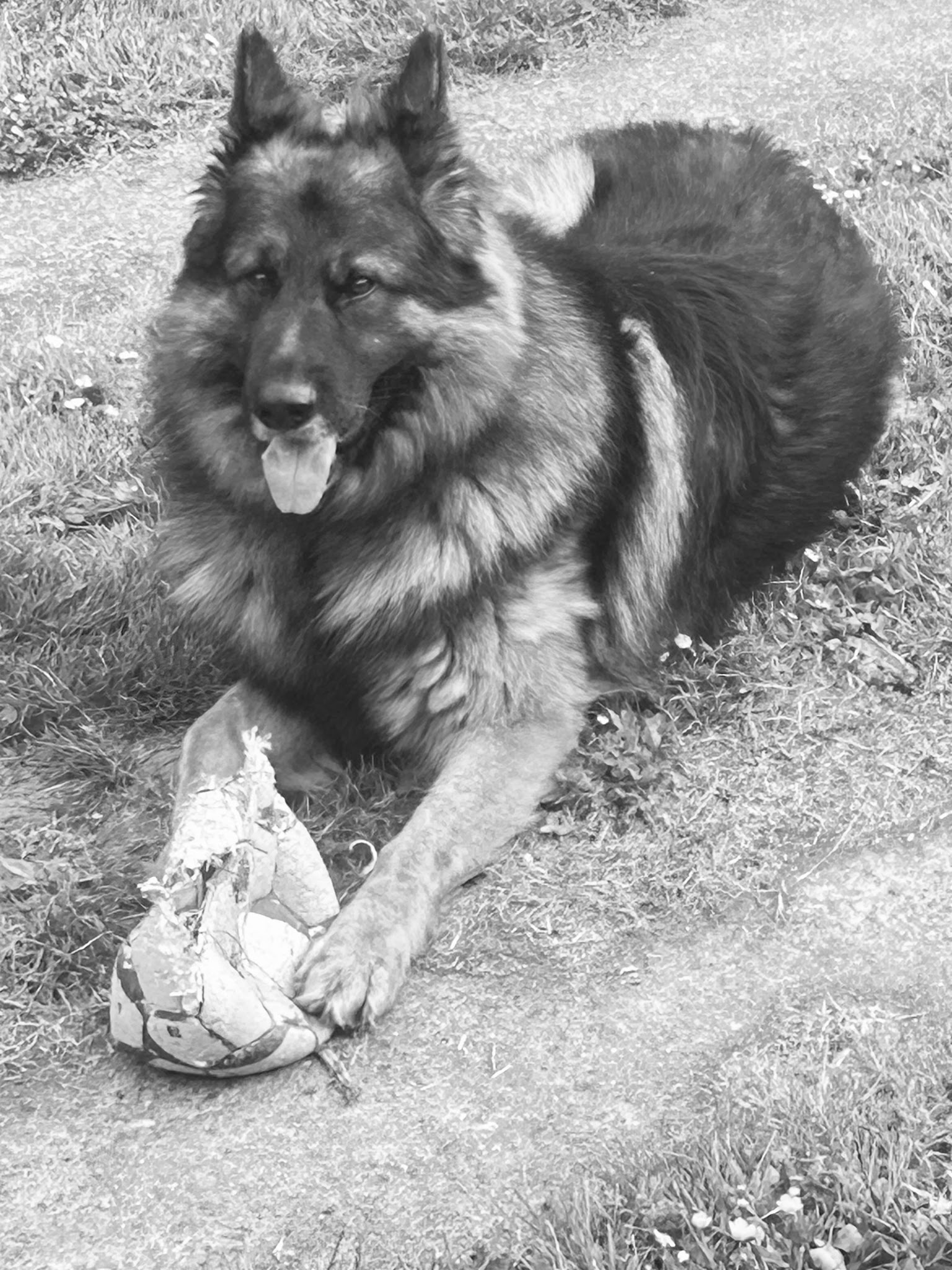 Centre Canin et Félin du Château Fraye — photo