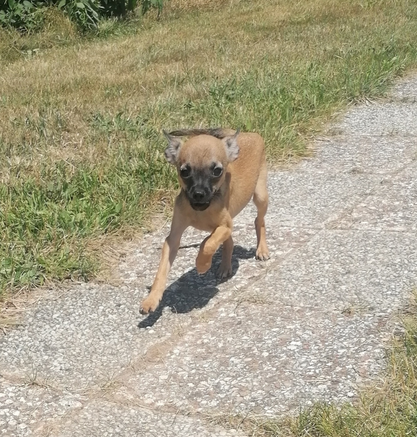 Centre Canin et Félin du Château Fraye — photo