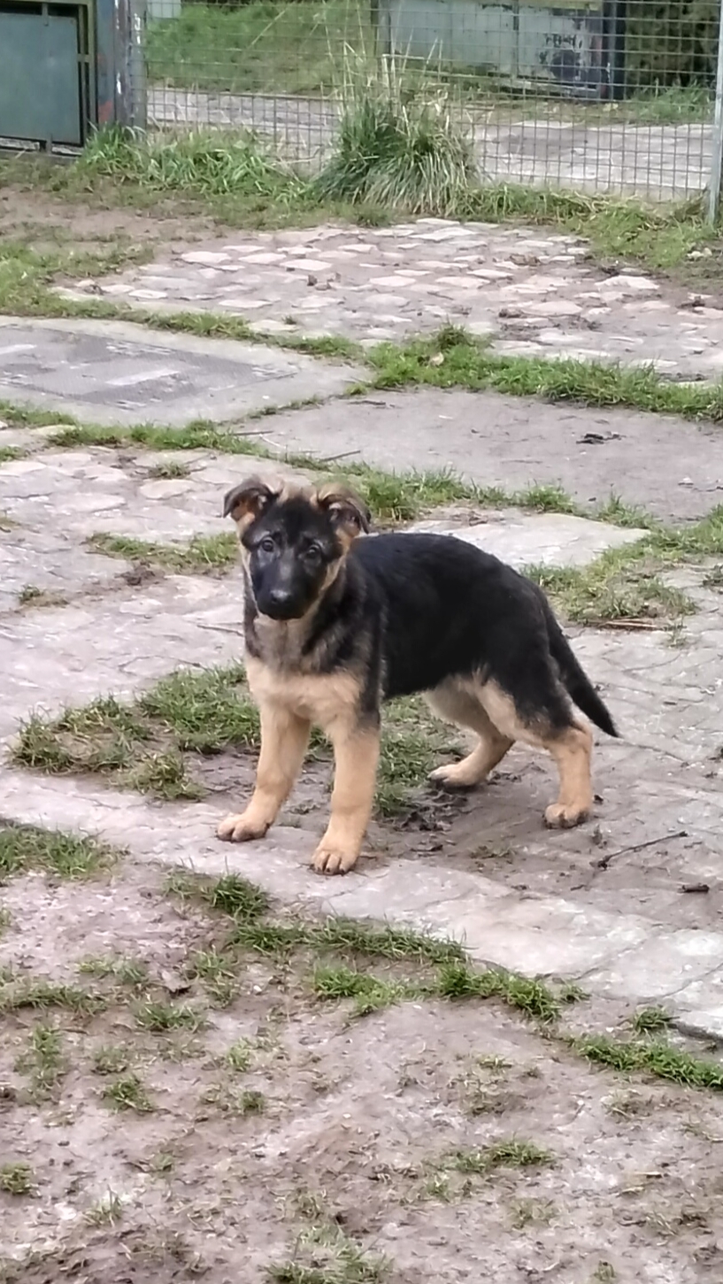 Centre Canin et Félin du Château Fraye — photo