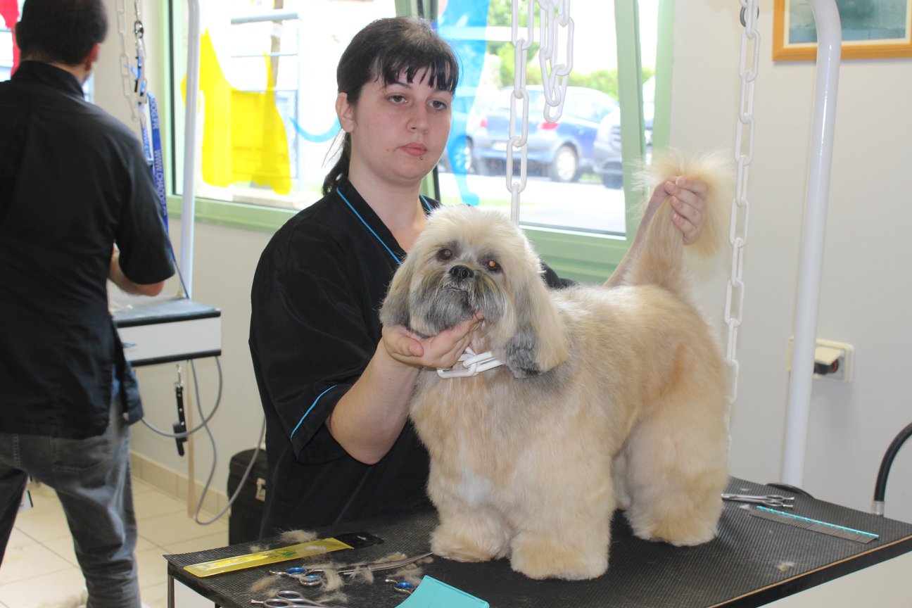 A Coif Toutou — photo