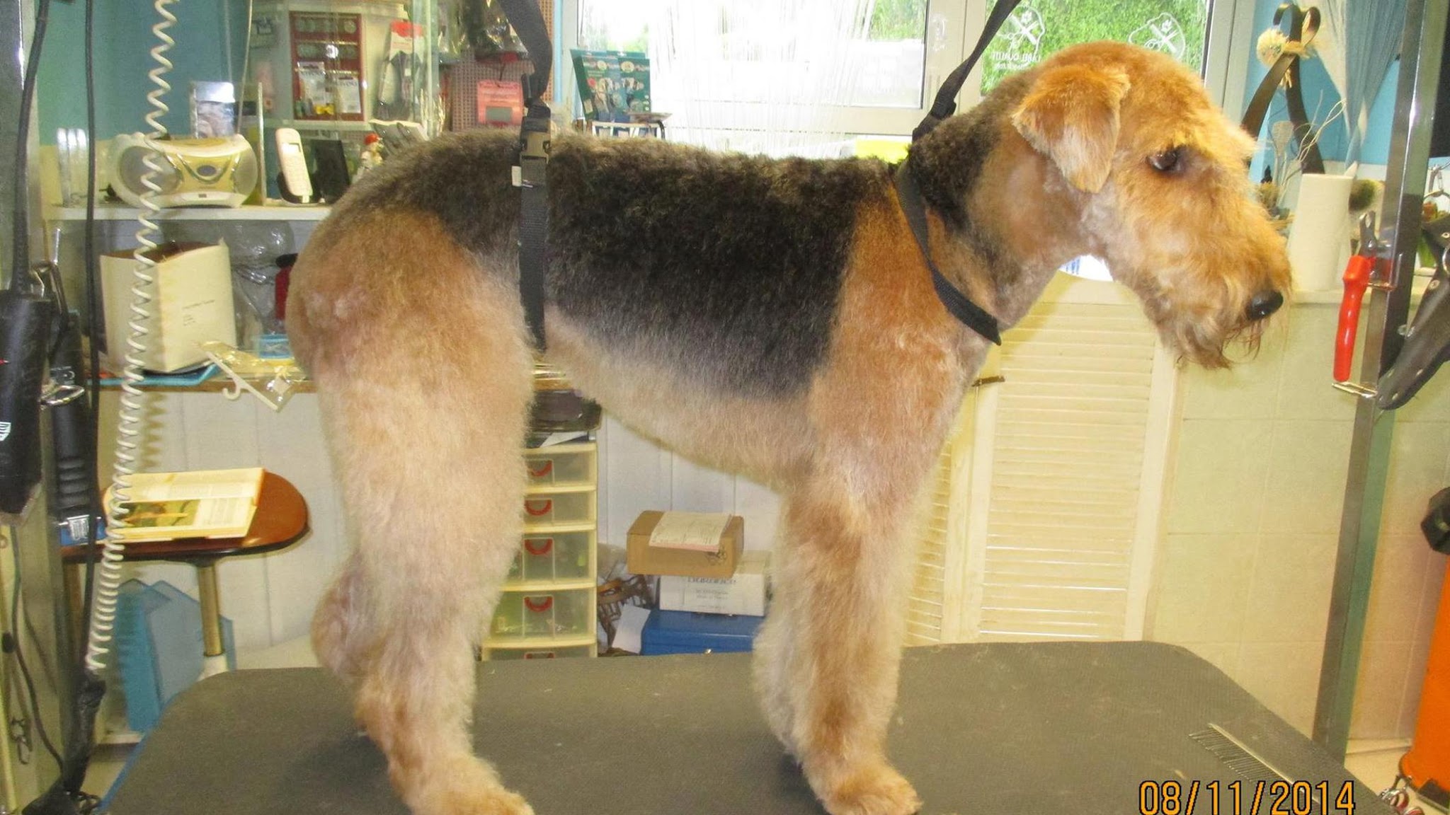 A Coif Toutou