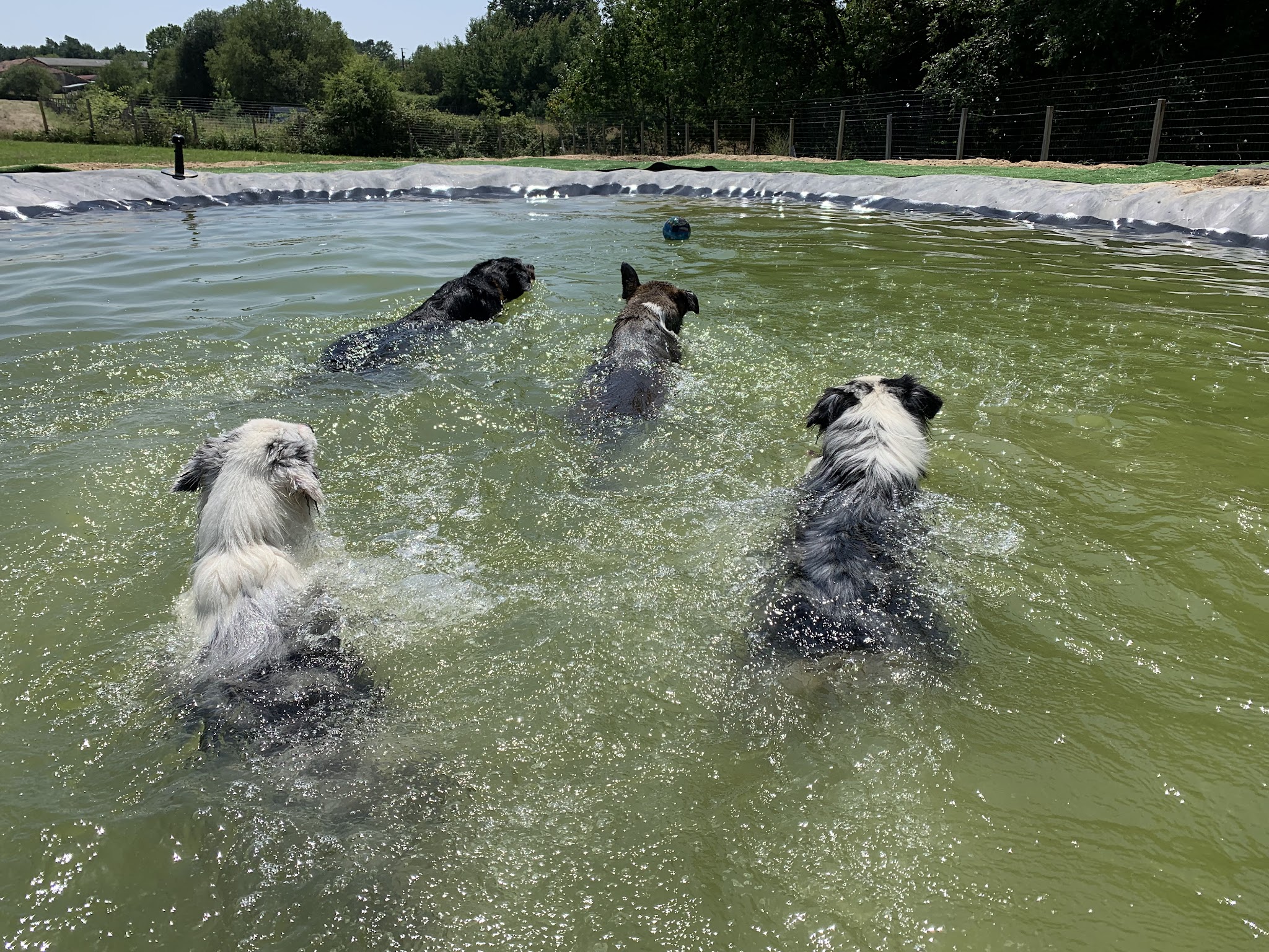 O Ranch Canin — photo